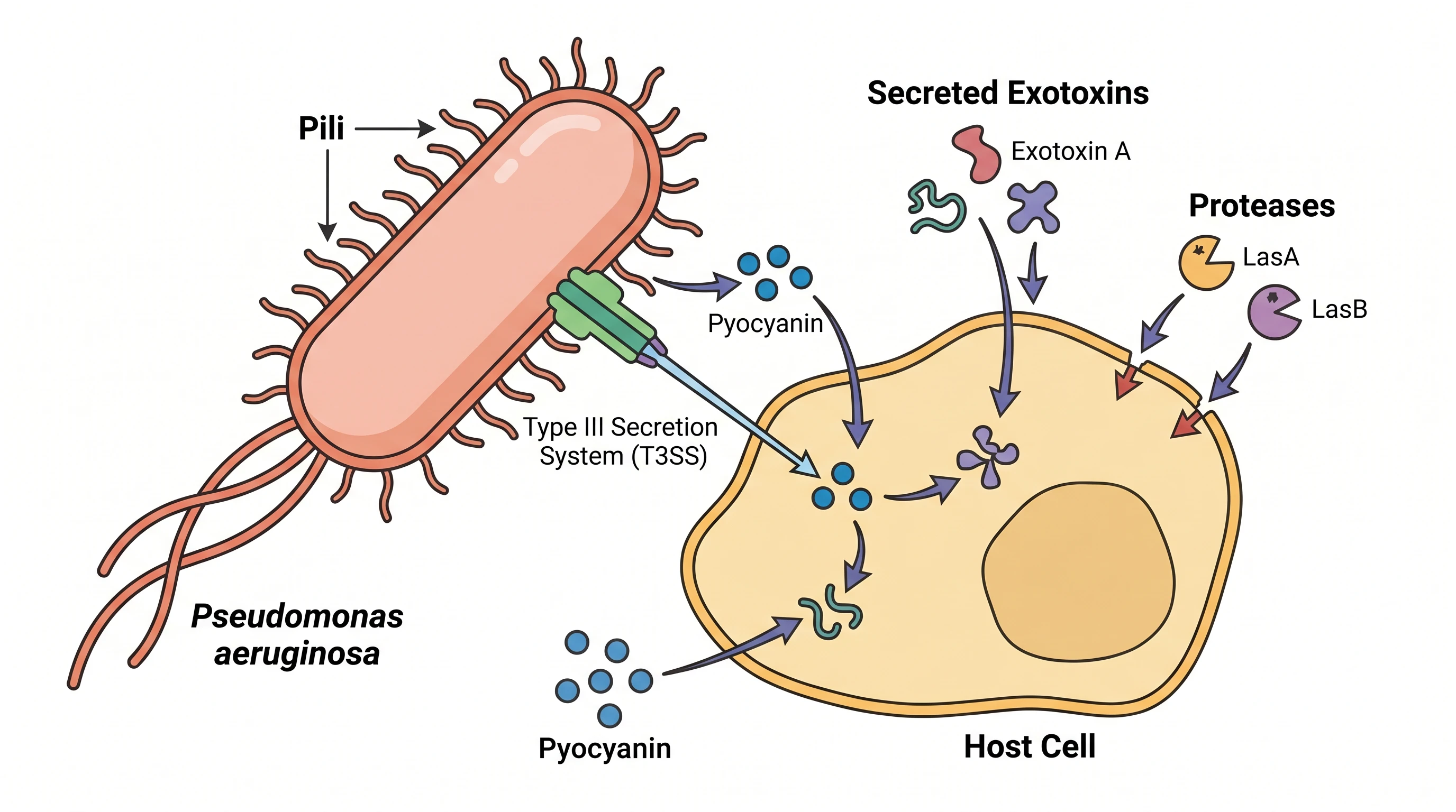 Group virulence factors by how they leave the cell