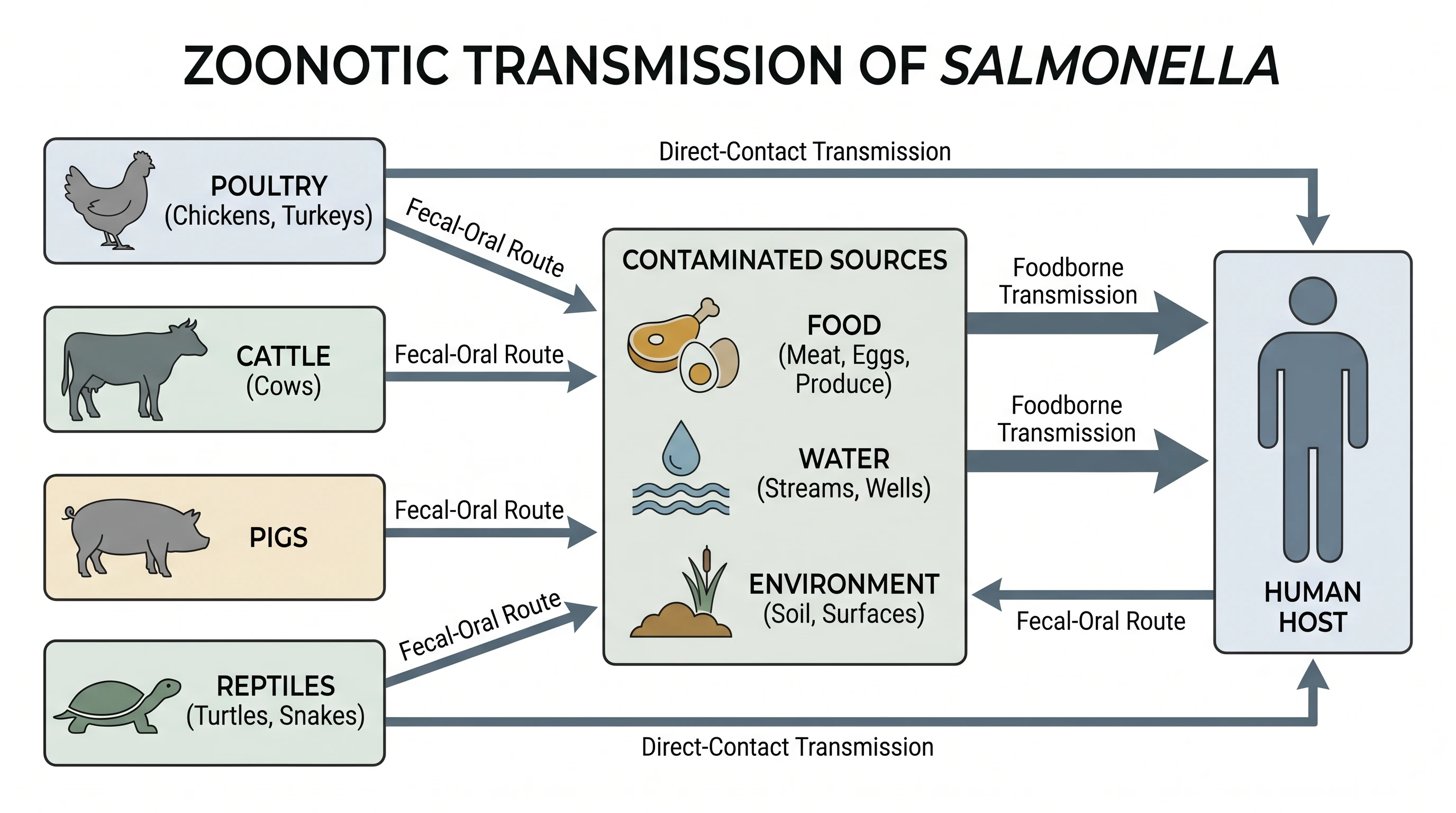 Zoonotic transmission of Salmonella diagram showing animal reservoirs spreading bacteria through food, water, and the environment to a human host via the fecal–oral route (Figure generated with SciFig)
