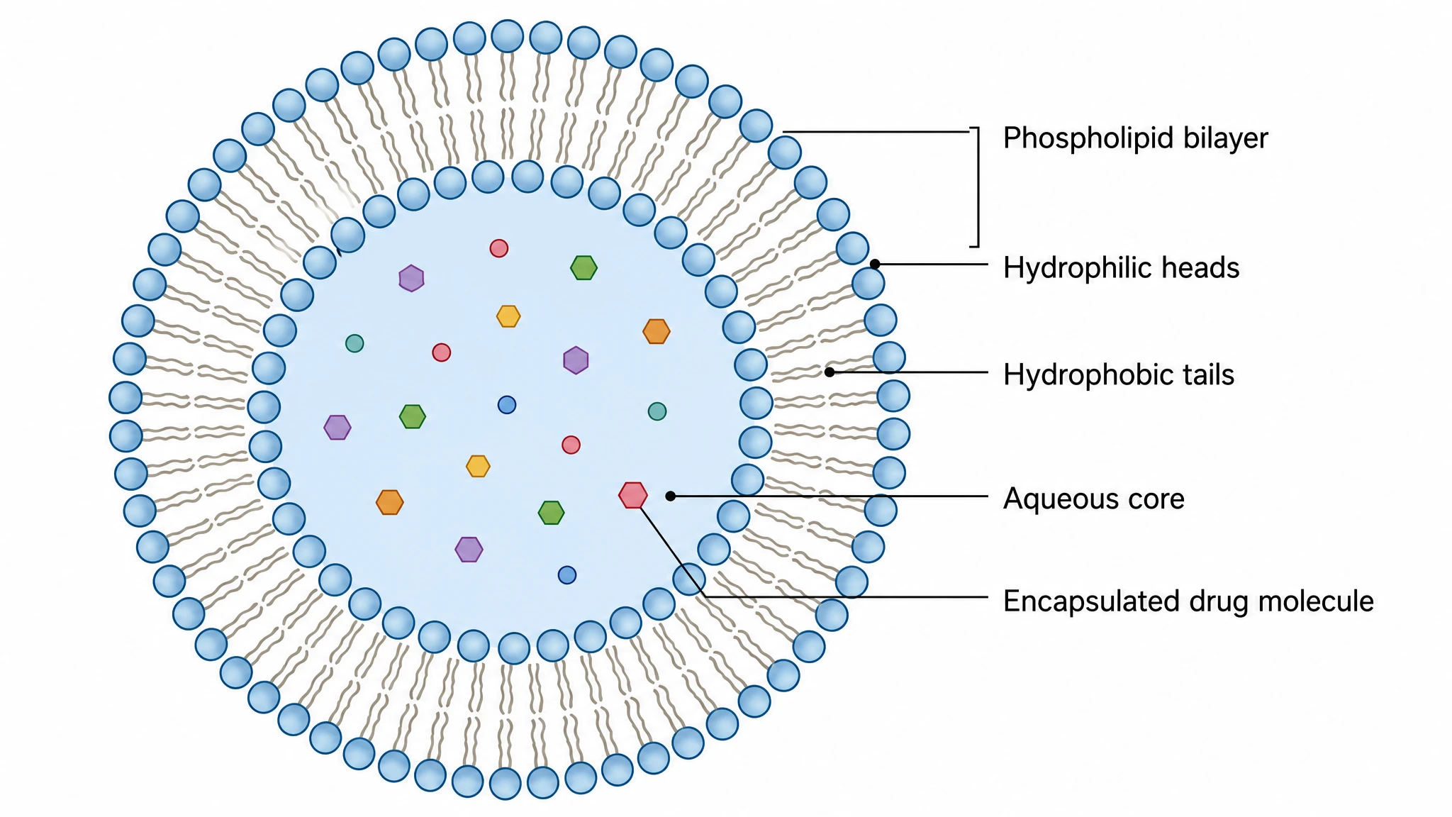 Liposome drawn with a resolved bilayer and core