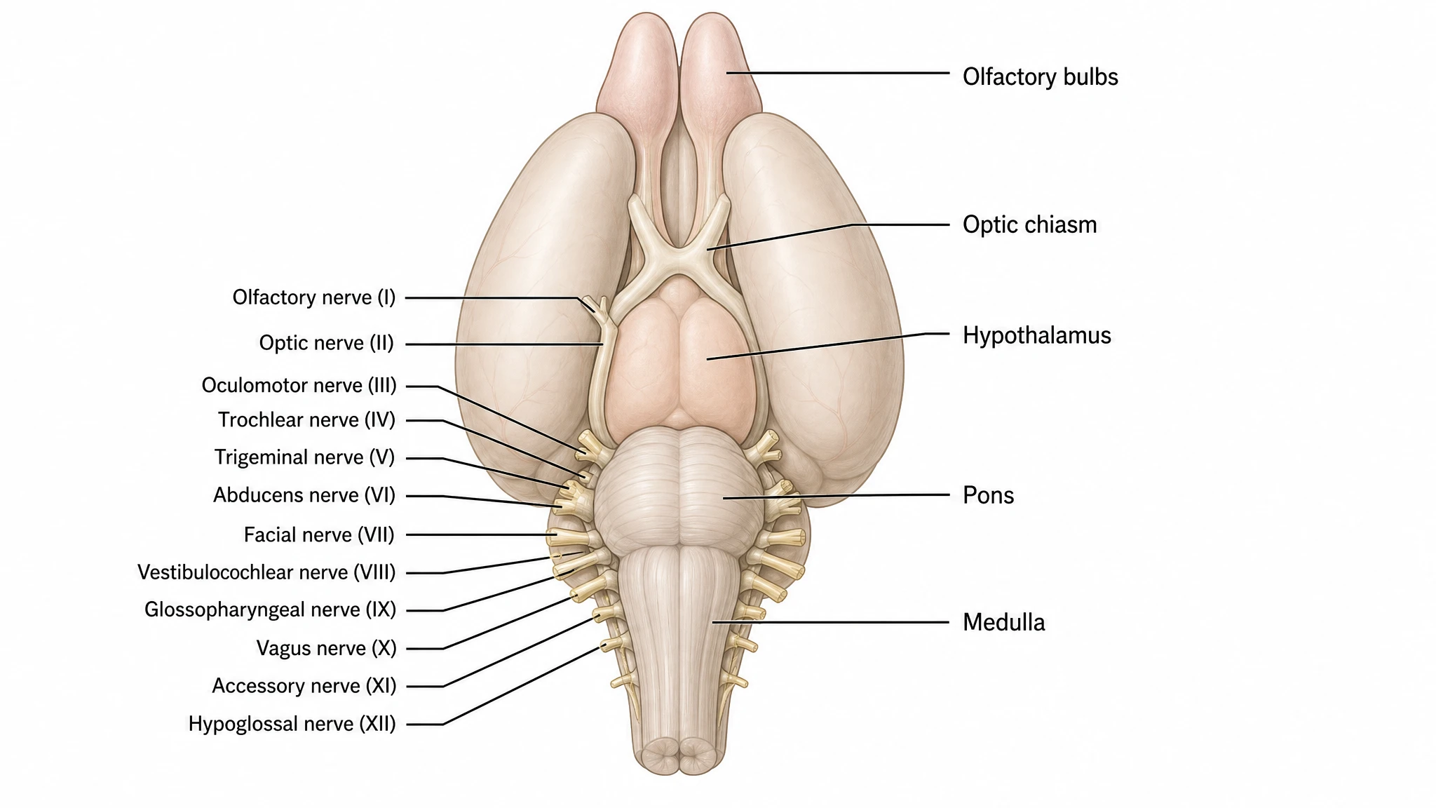 Ventral view from olfactory tract to medulla