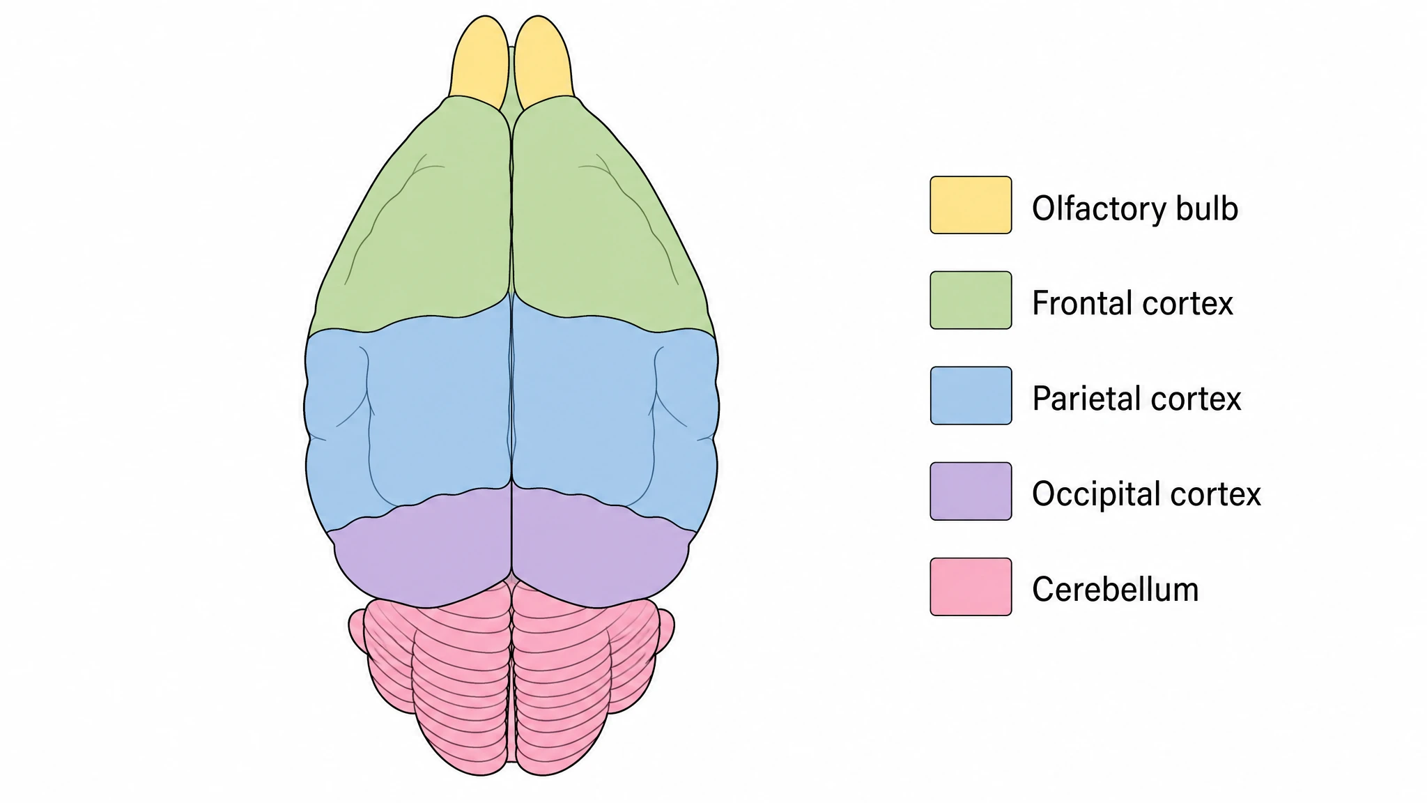 Color-coded major divisions across both surfaces