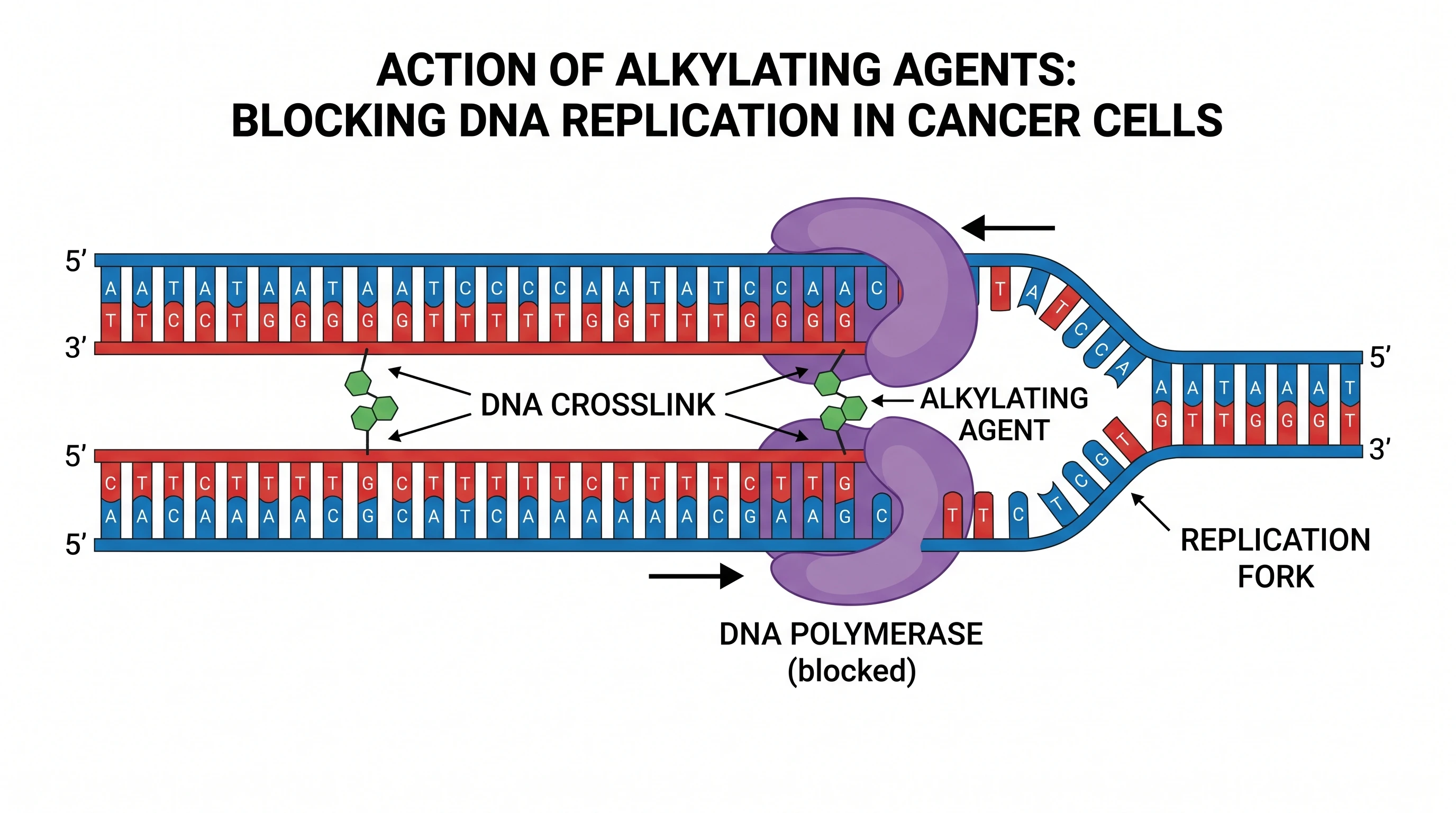 Alkylating agents crosslink DNA at guanine N7
