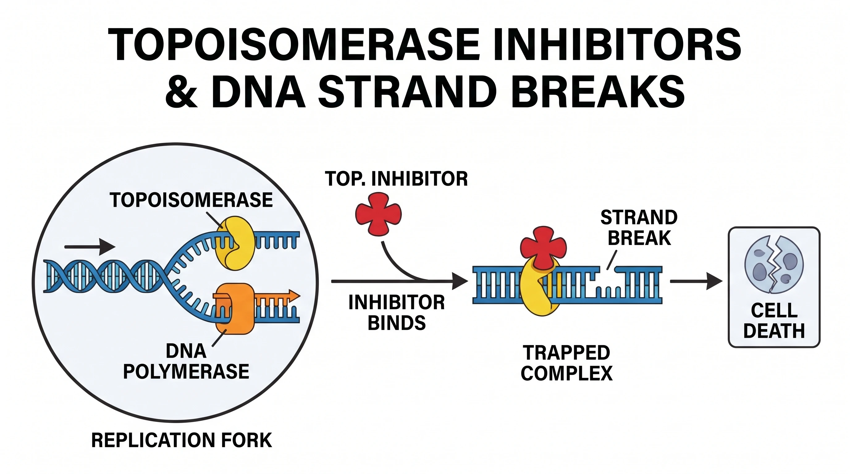 Topoisomerase inhibitors trap the DNA cleavage complex
