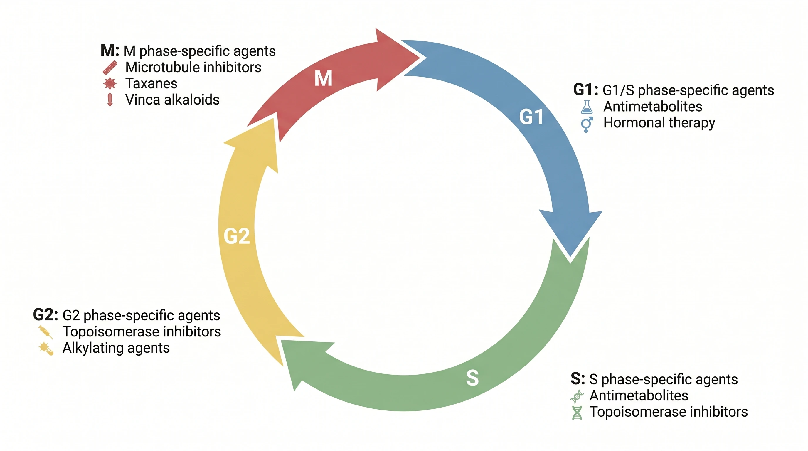 Mapping every class onto the cell cycle