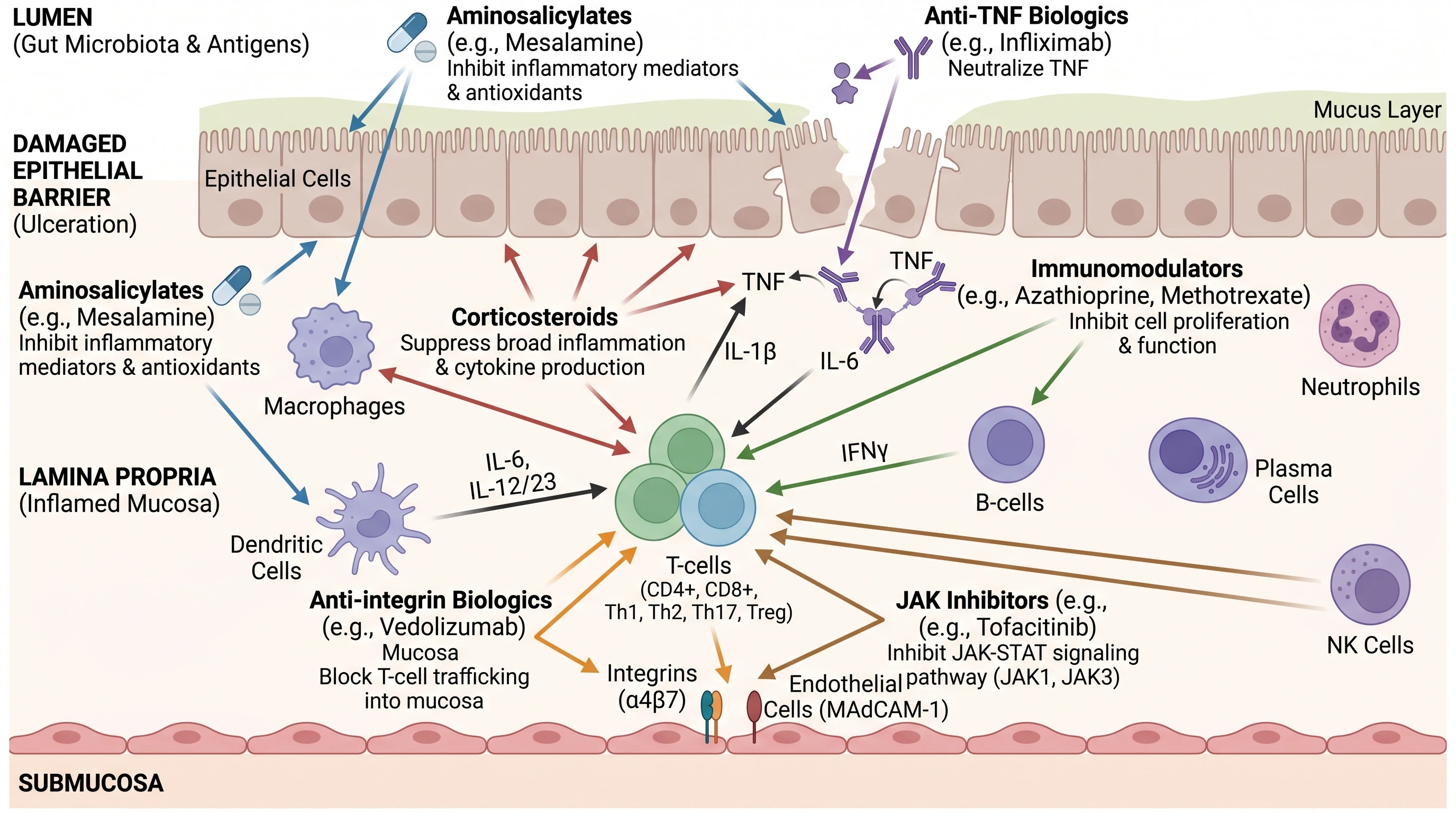 Diagram of drugs acting on pathophysiological pathways in ulcerative colitis showing where each drug class targets inflammation in the colon mucosa (Figure generated with SciFig)