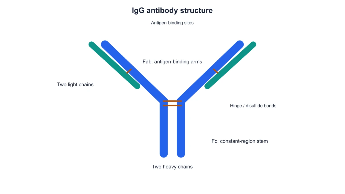 IgG schematic distinguishing heavy and light chains without variable-region highlighting
