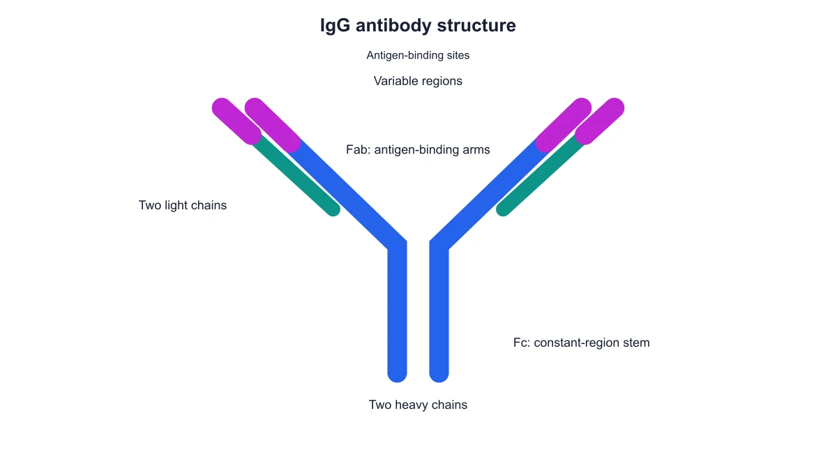 IgG structure with Fab and Fc labels and highlighted variable tips, without disulfide annotations