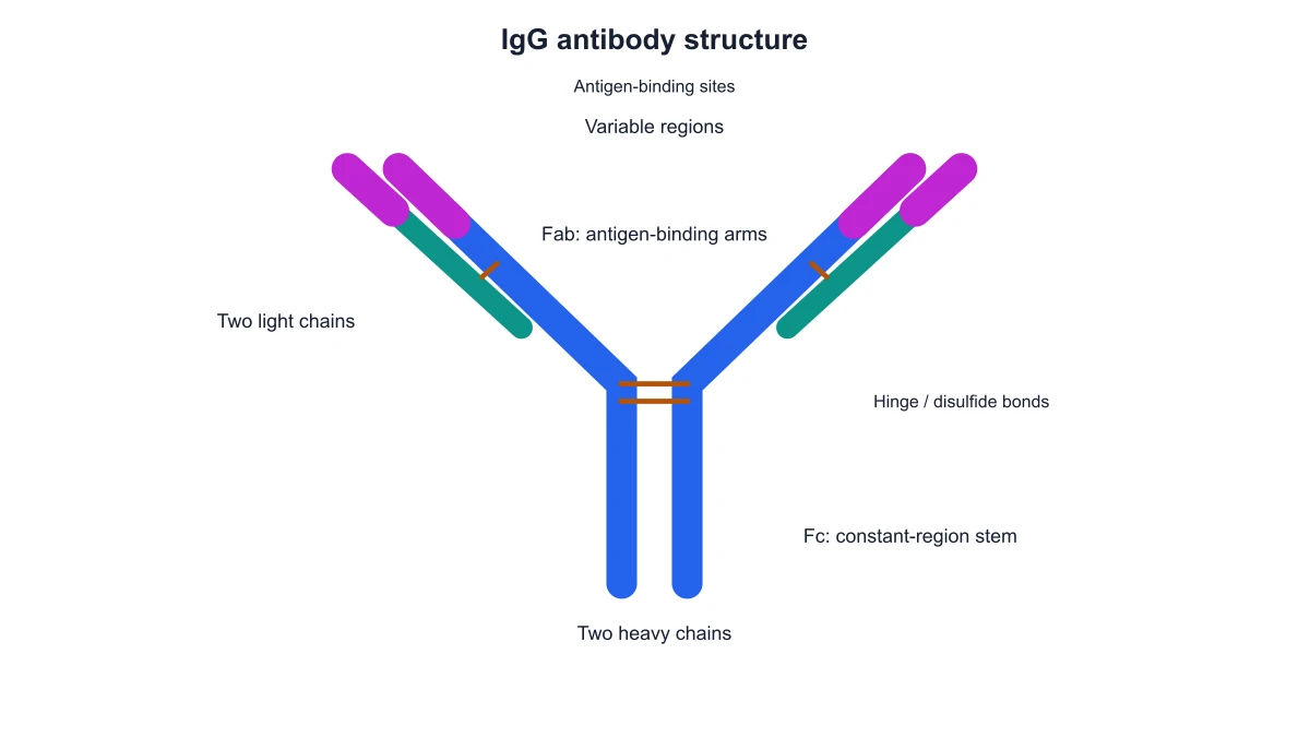 IgG structure with highlighted variable regions, Fab arms and a constant-region Fc stem