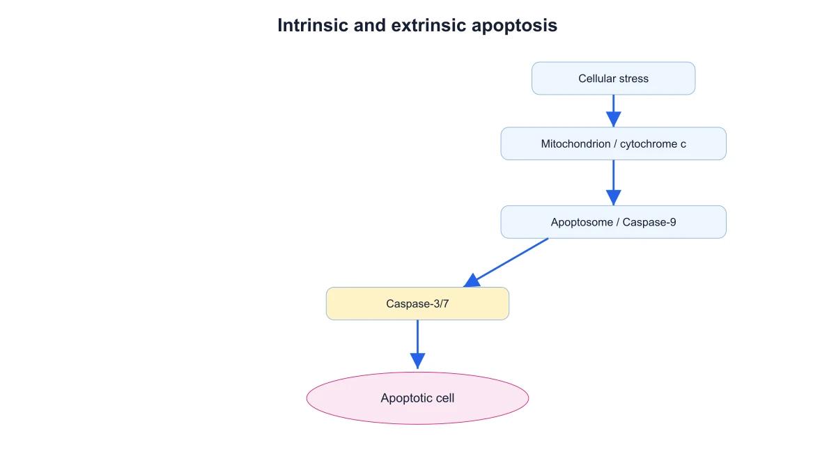 Intrinsic apoptosis pathway linking mitochondrial signals, caspase-9 and caspase-3/7