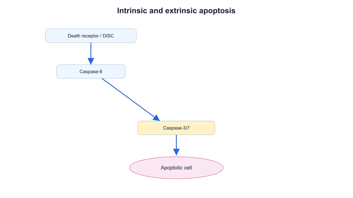 Extrinsic apoptosis pathway linking the death receptor, caspase-8 and caspase-3/7