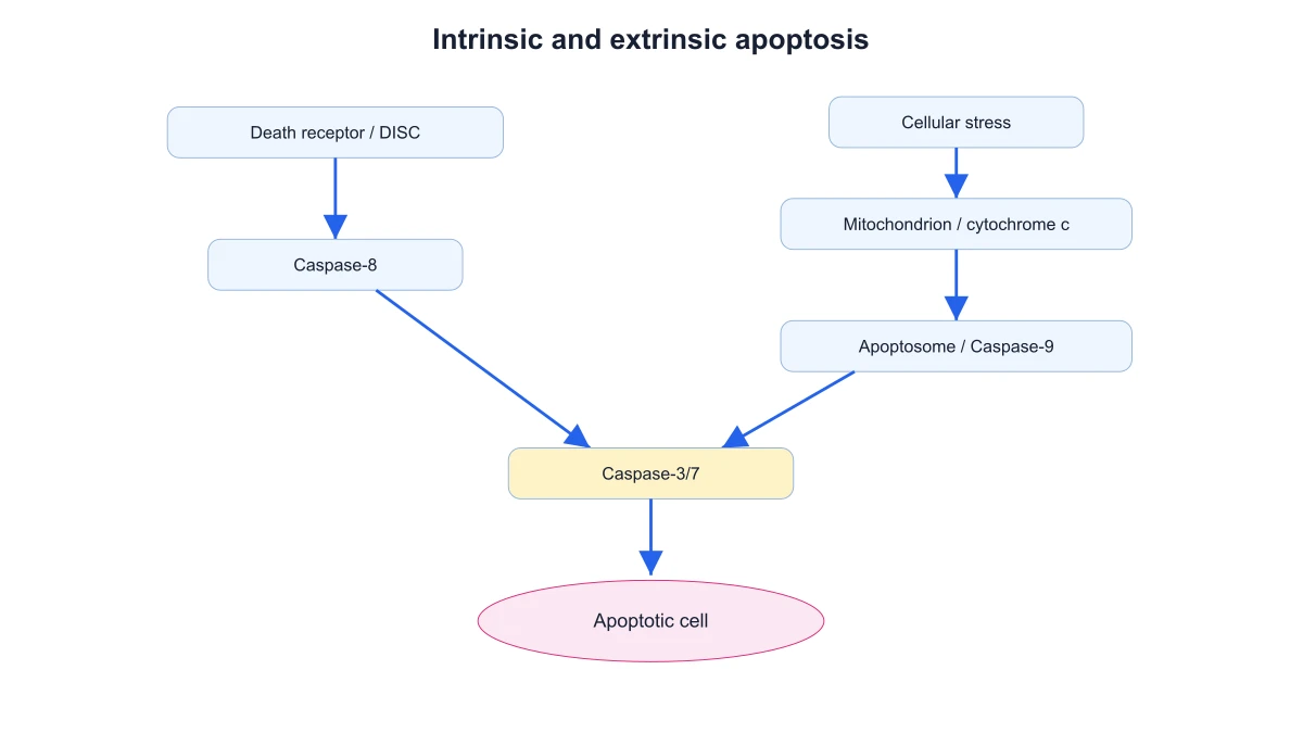 Both apoptosis initiator pathways converging on the shared caspase-3/7 execution stage