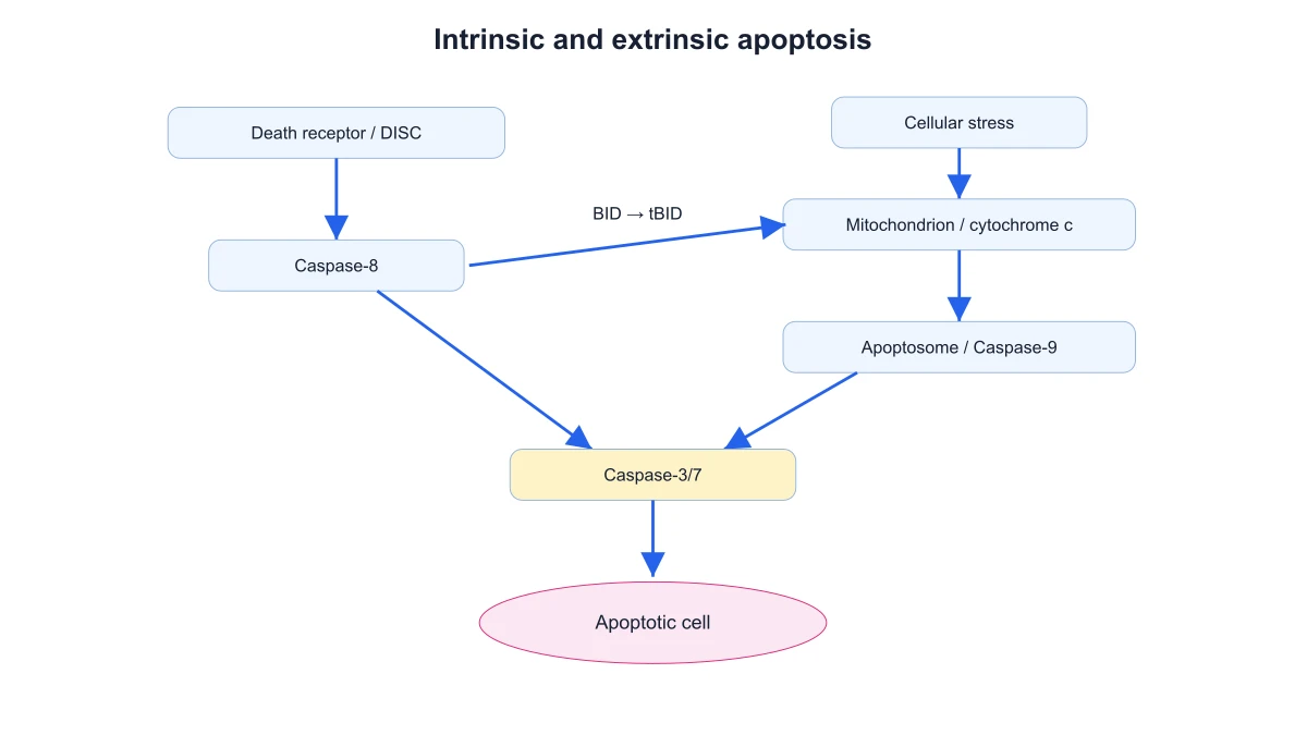 Apoptosis pathways with a BID-to-tBID connection from caspase-8 to mitochondrial signaling