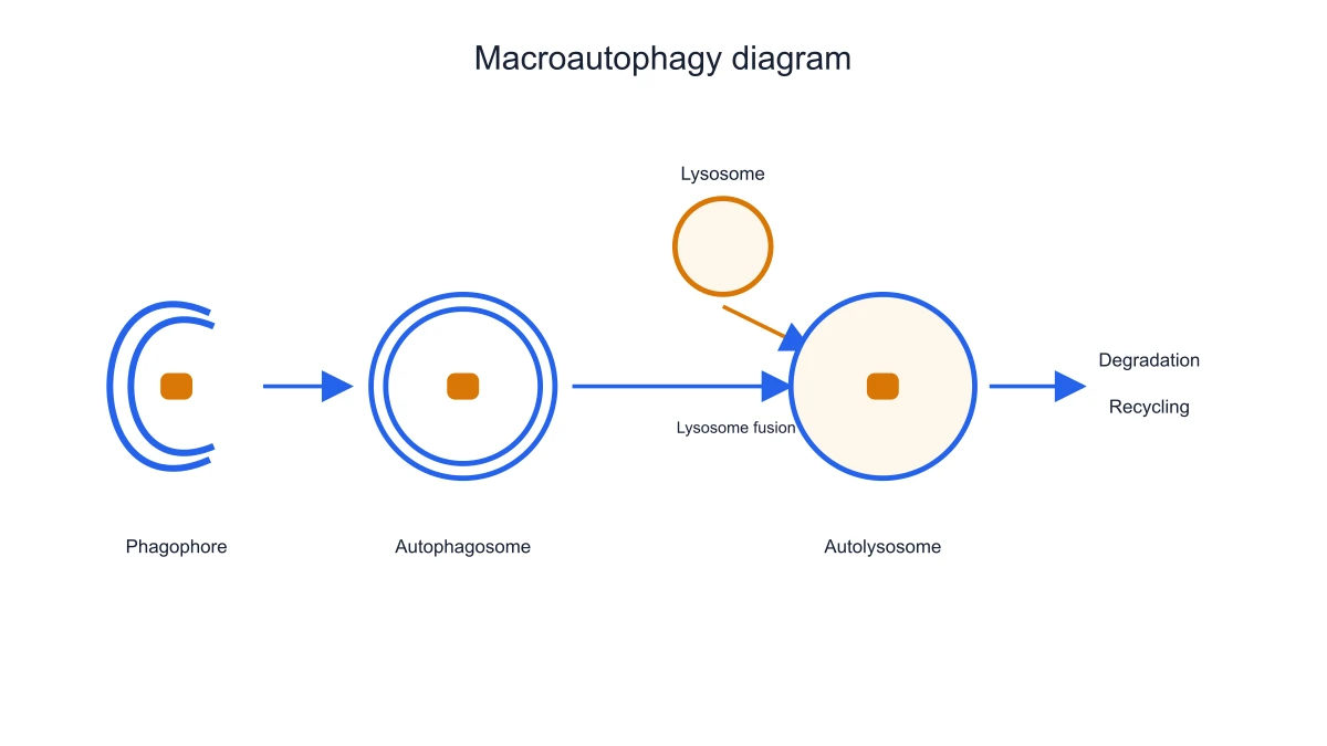 Complete macroautophagy process with double-membrane autophagosome