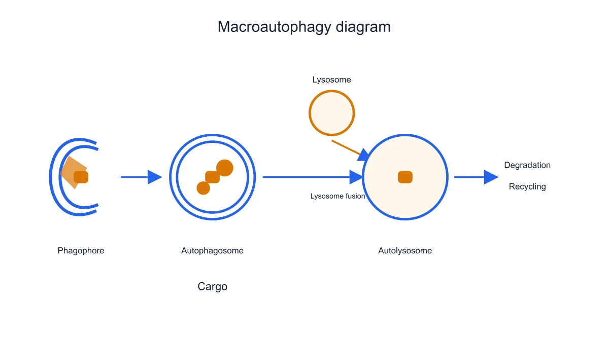 Cargo enclosed by the phagophore and autophagosome