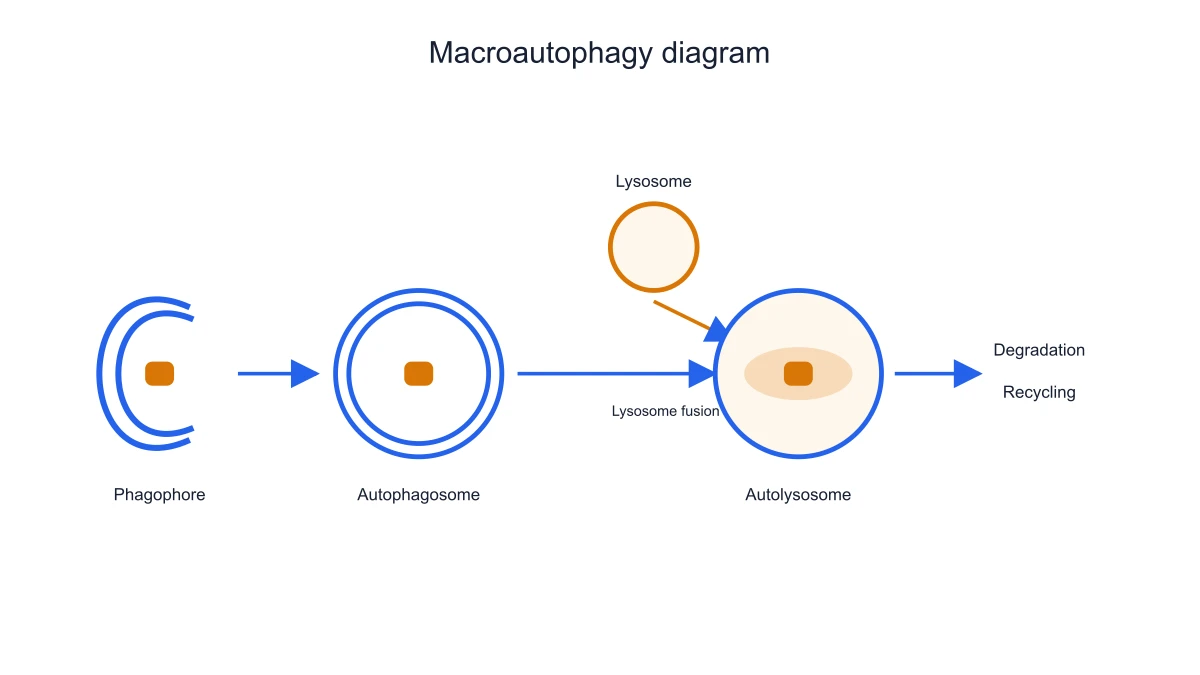 Autophagosome and lysosome fusion detail