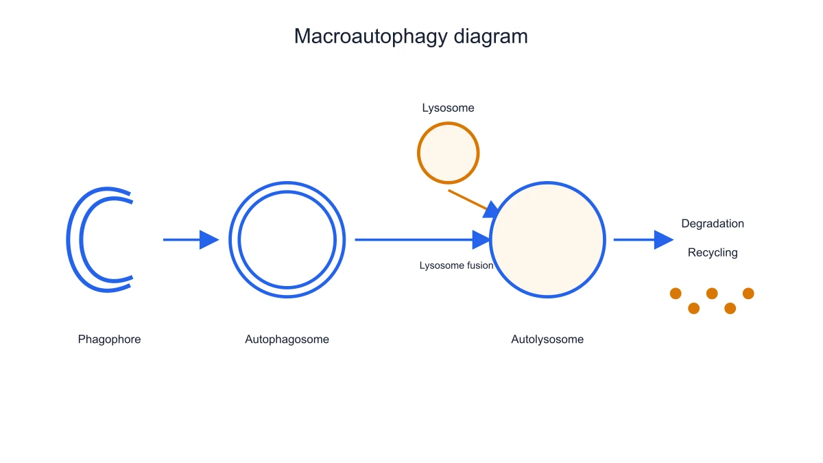 Autophagy degradation and recycling schematic