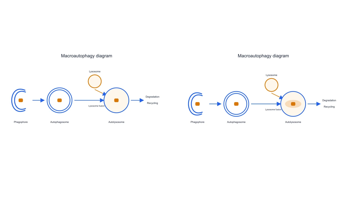 Autophagy Diagram Generator example figure