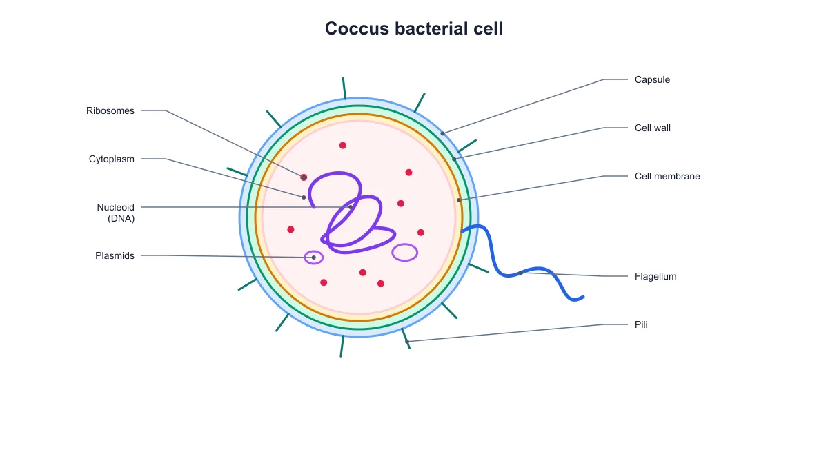 Round bacterial cell diagram showing the nucleoid and other selected prokaryotic structures