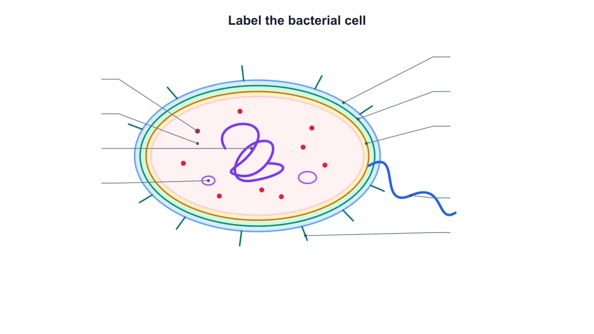 Blank bacterial cell diagram retaining its structural shapes and leader lines for a labeling worksheet