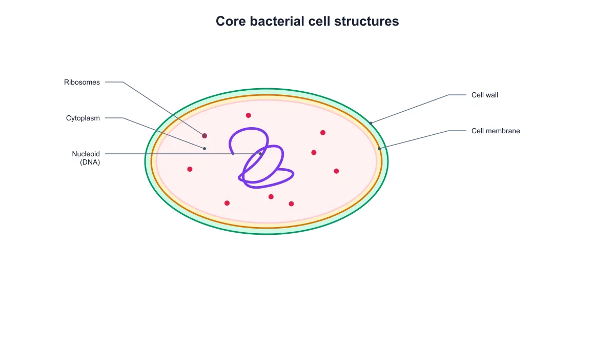 Bacterial cell diagram with the cell wall, membrane, cytoplasm, nucleoid and ribosomes