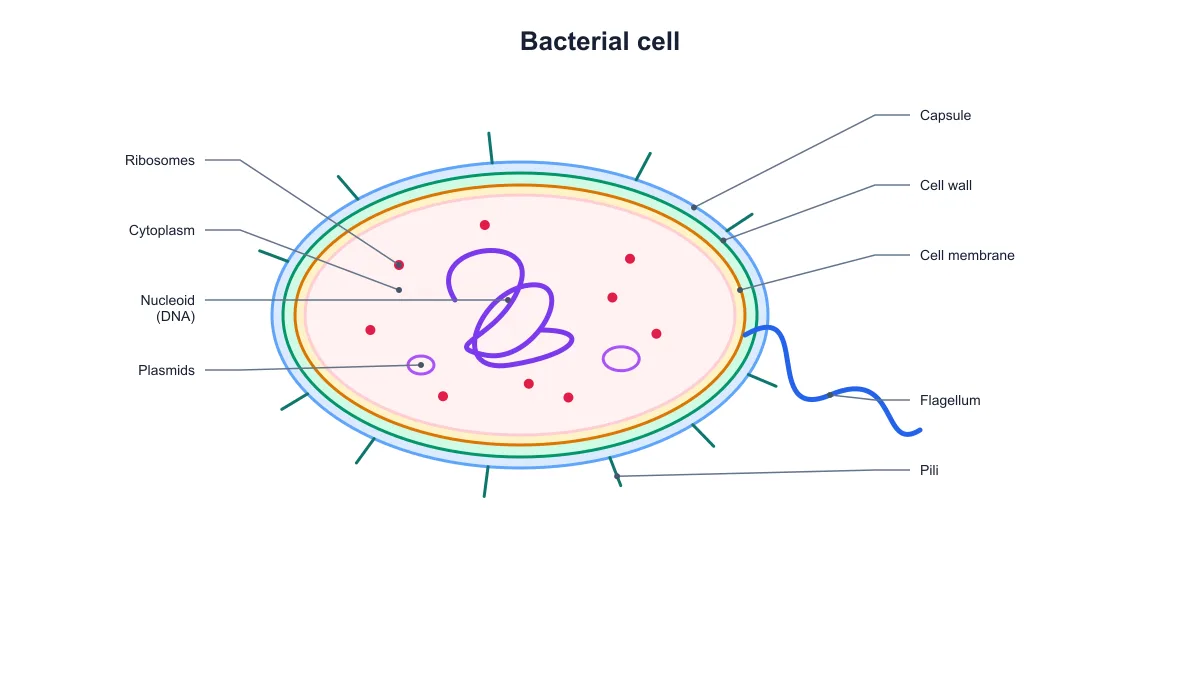 Labeled bacterial cell diagram with the capsule, cell wall, membrane, nucleoid, plasmids, ribosomes, pili and flagellum