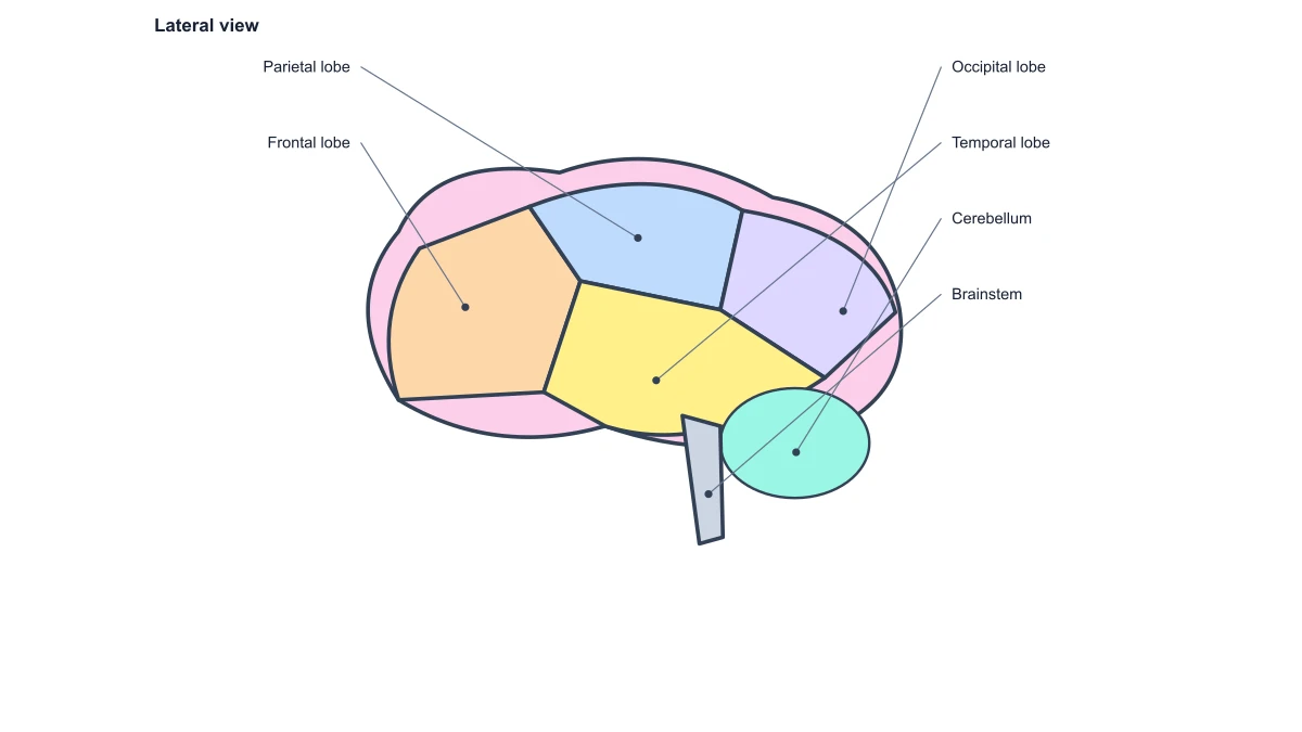 Lateral human brain with cerebral lobe, cerebellum and brainstem labels