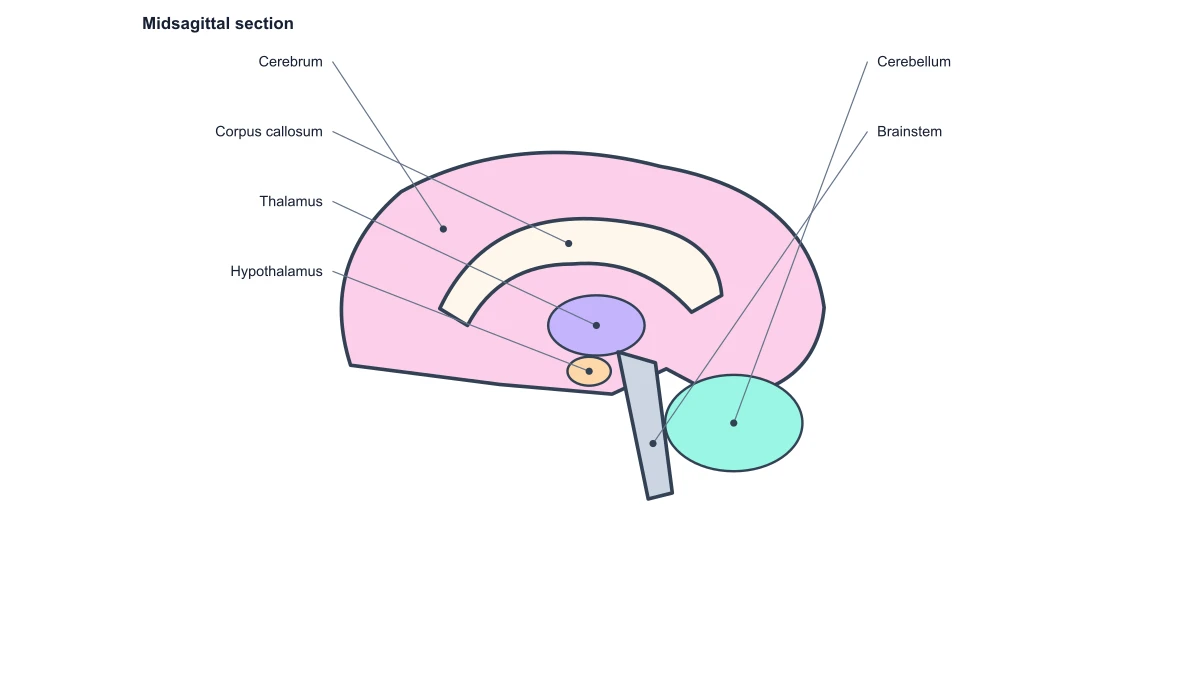 Midsagittal human brain with internal midline structures
