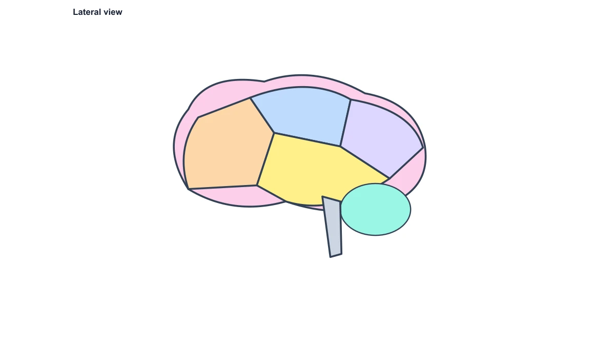 Blank lateral human brain diagram for labeling