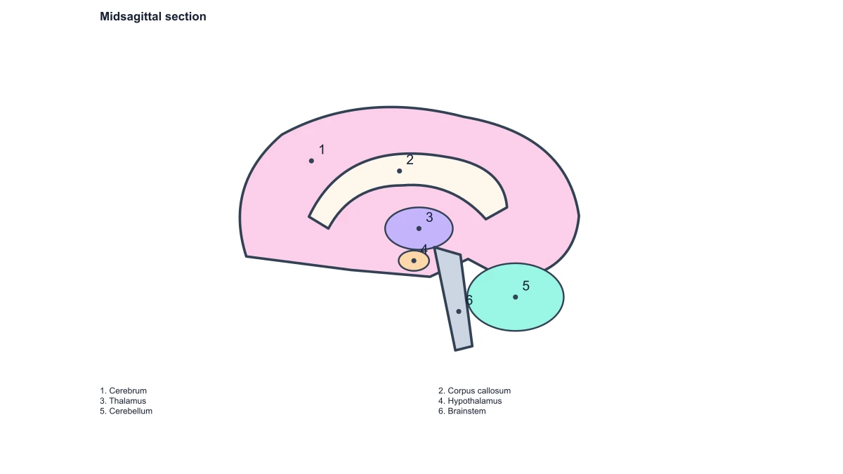 Midsagittal brain structure numbers with matching answers