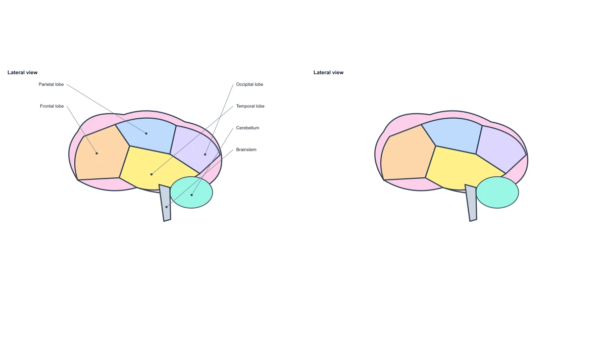 Beispielabbildung: Anatomisches Gehirndiagramm