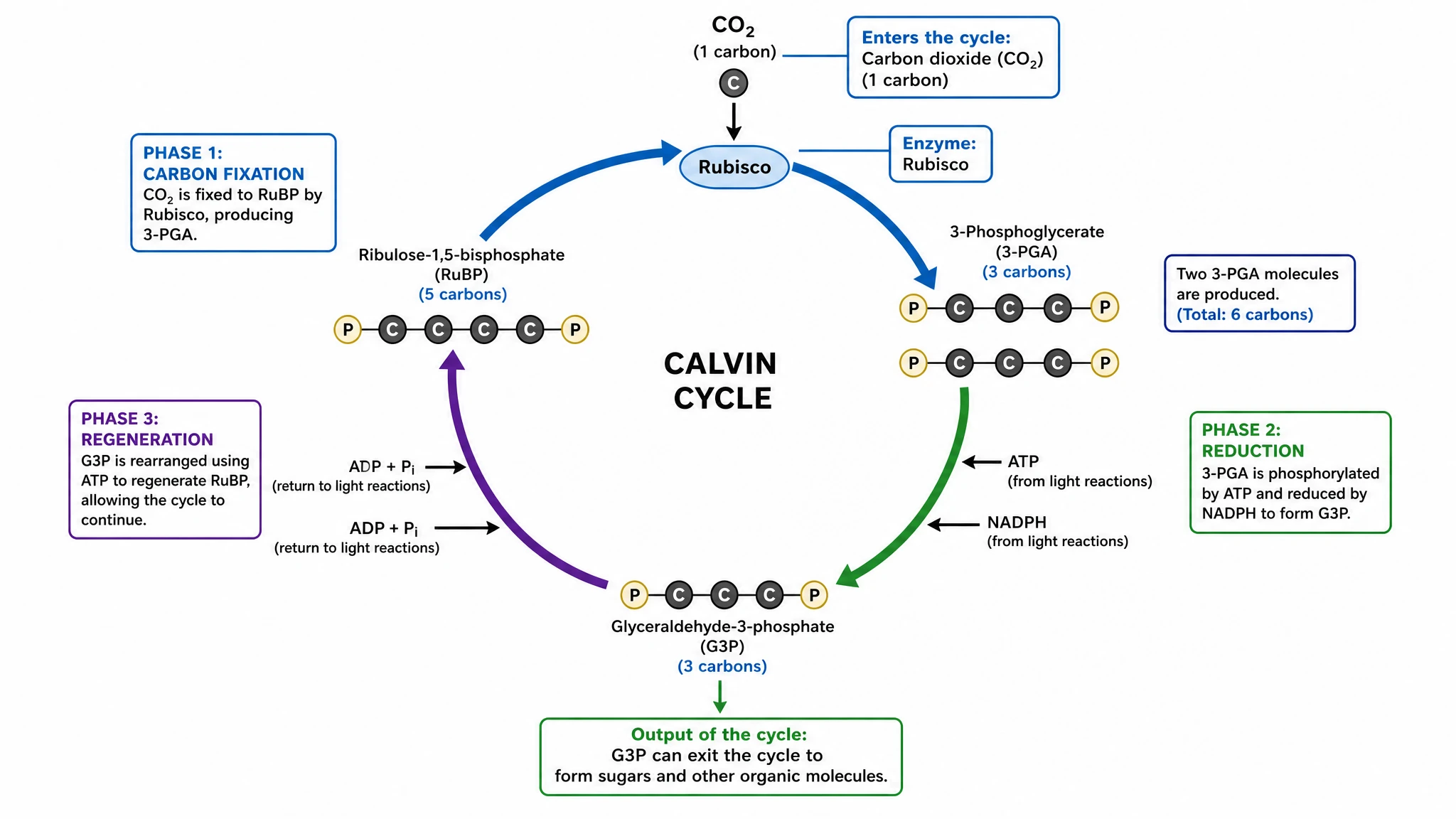 Fully labeled calvin cycle diagram annotating RuBP, rubisco, 3-PGA, G3P, and the three phases with carbon counts (Figure generated with SciFig)