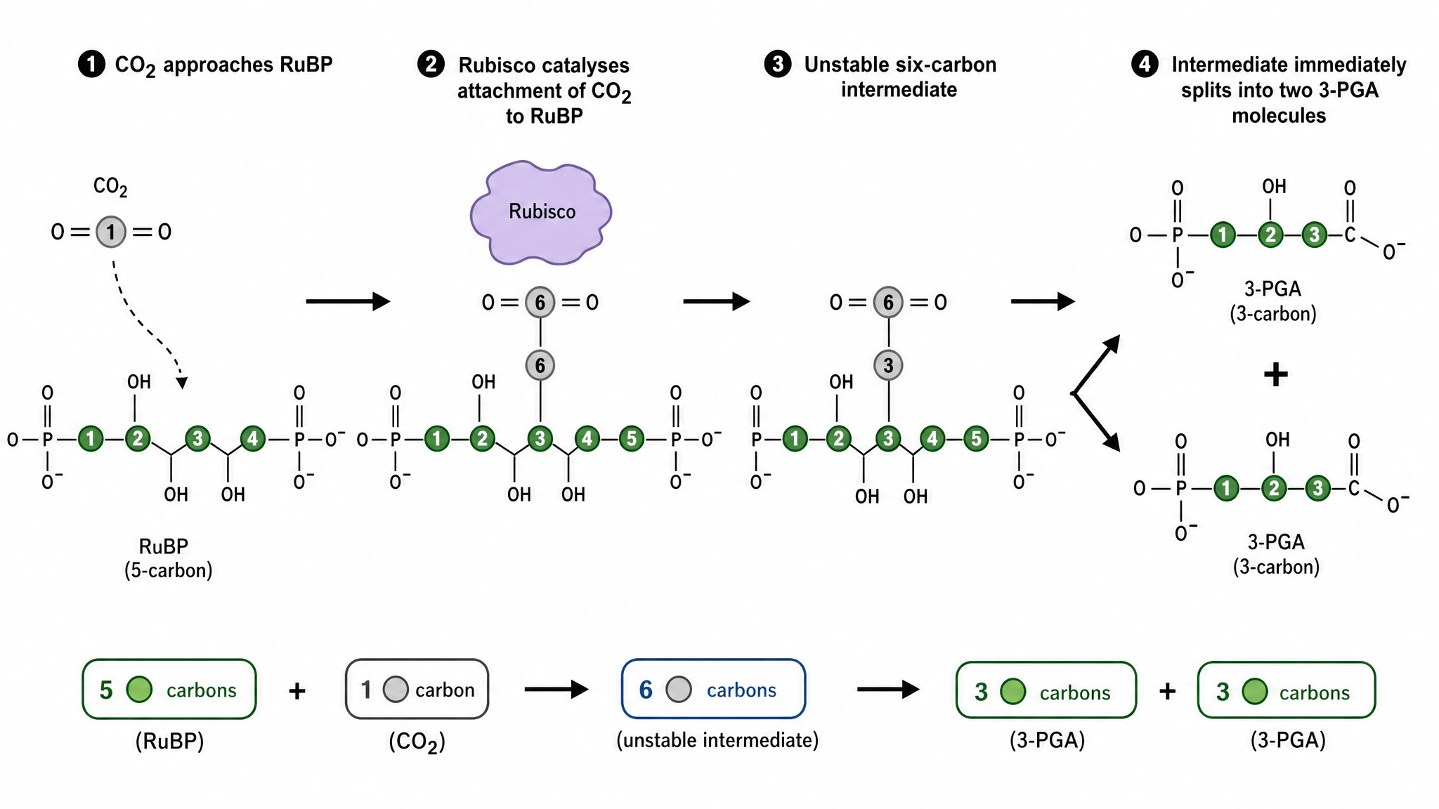 Carbon fixation diagram showing rubisco attaching CO2 to RuBP and splitting into two 3-PGA molecules (Figure generated with SciFig)