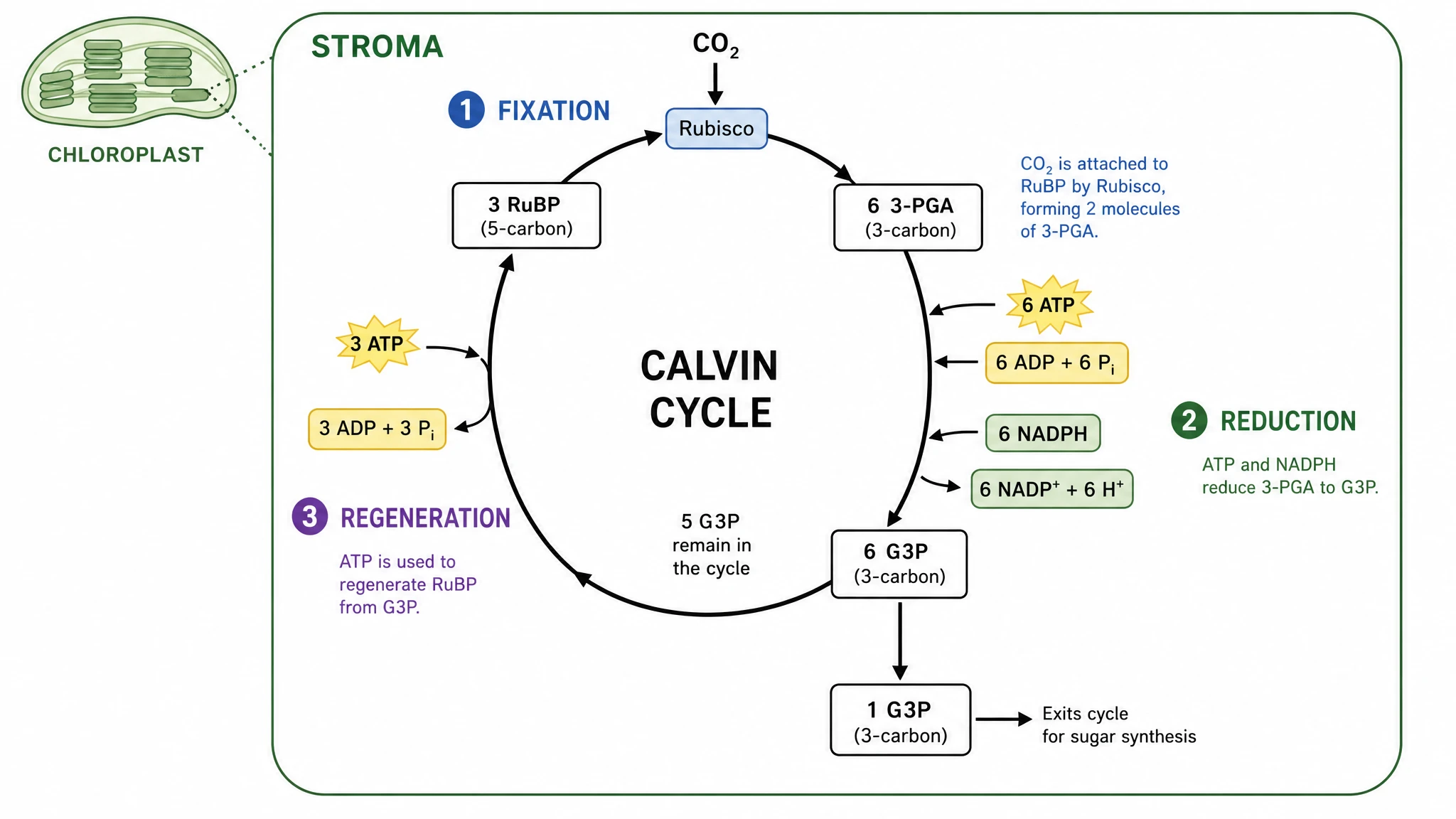 Draw the cycle as a correct three-phase loop