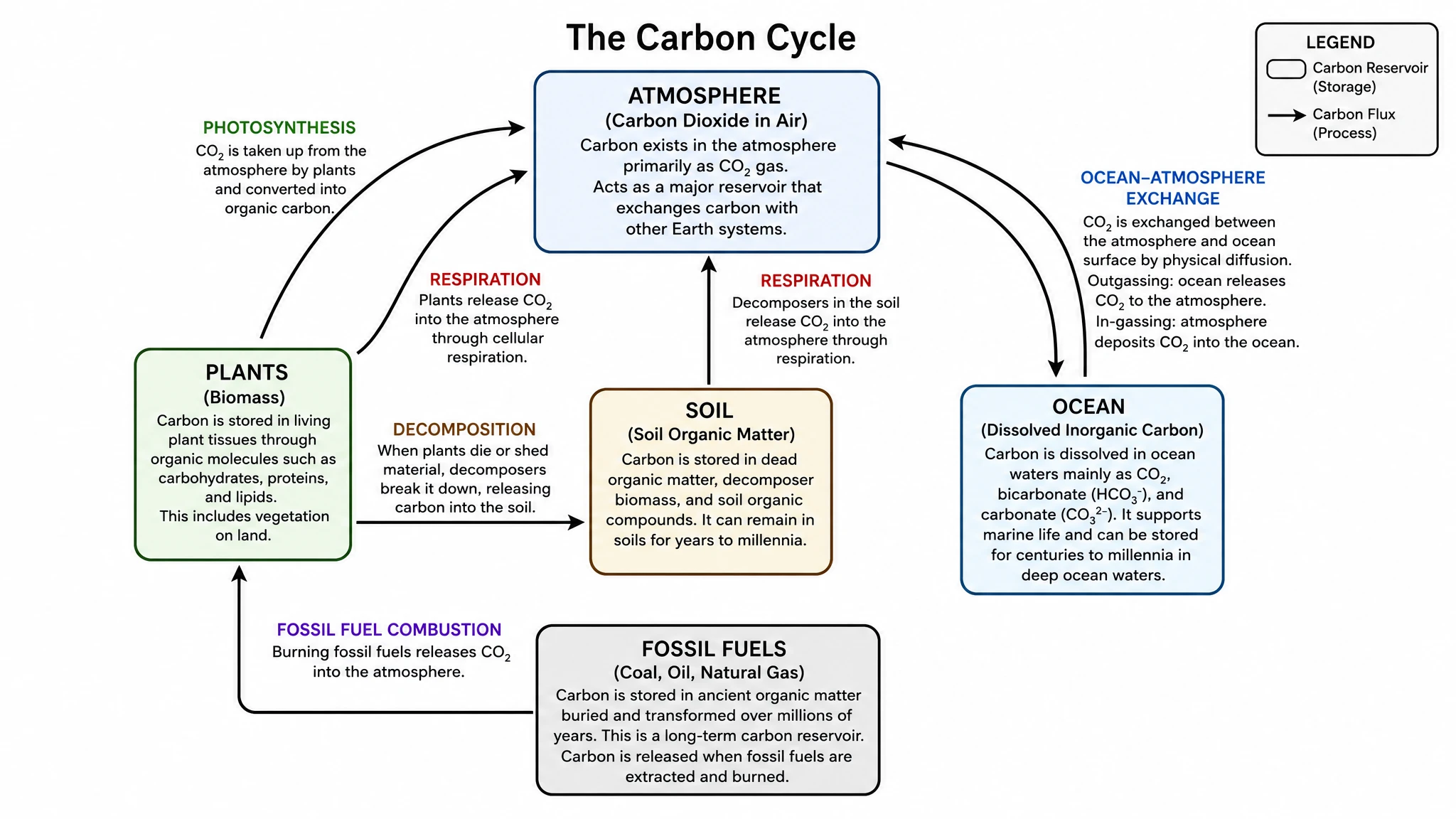 Show every flux in a carbon cycle process diagram
