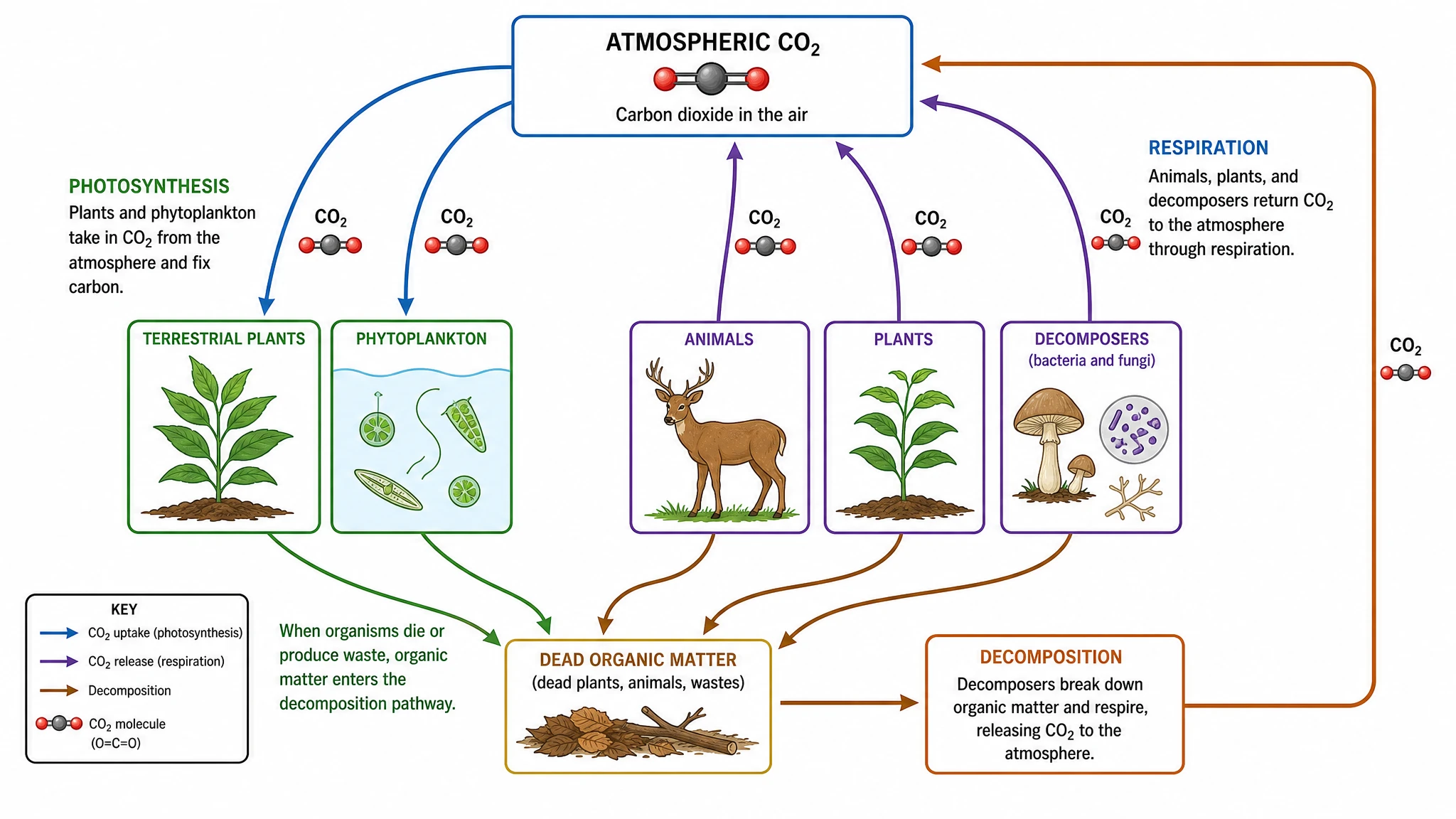 CO2 cycle diagram showing carbon dioxide fixed by photosynthesis and released by respiration between plants and the atmosphere (Figure generated with SciFig)