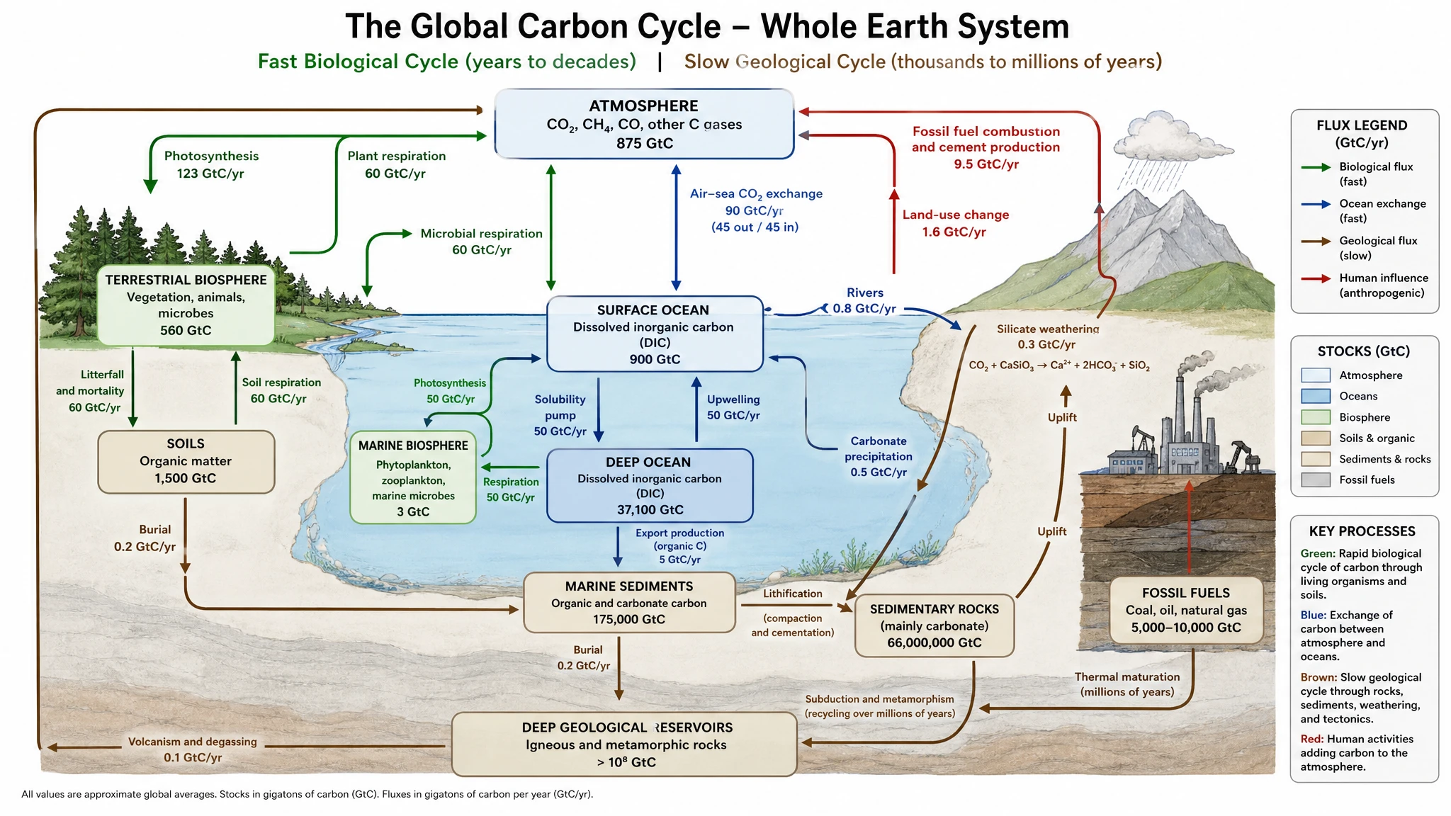 Export a global carbon cycle diagram for class or publication