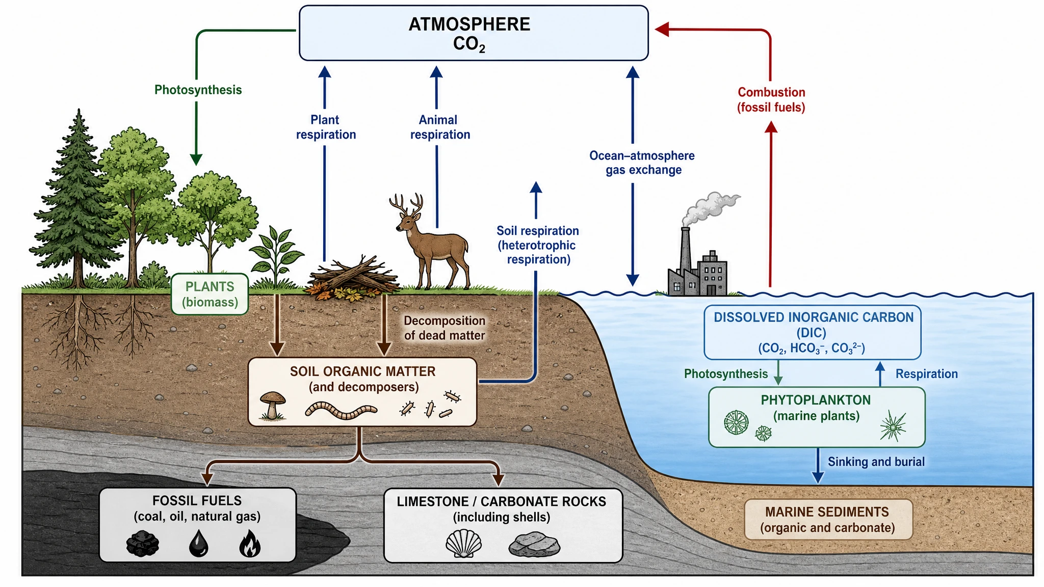 Generate labeled or blank carbon cycle diagrams instantly