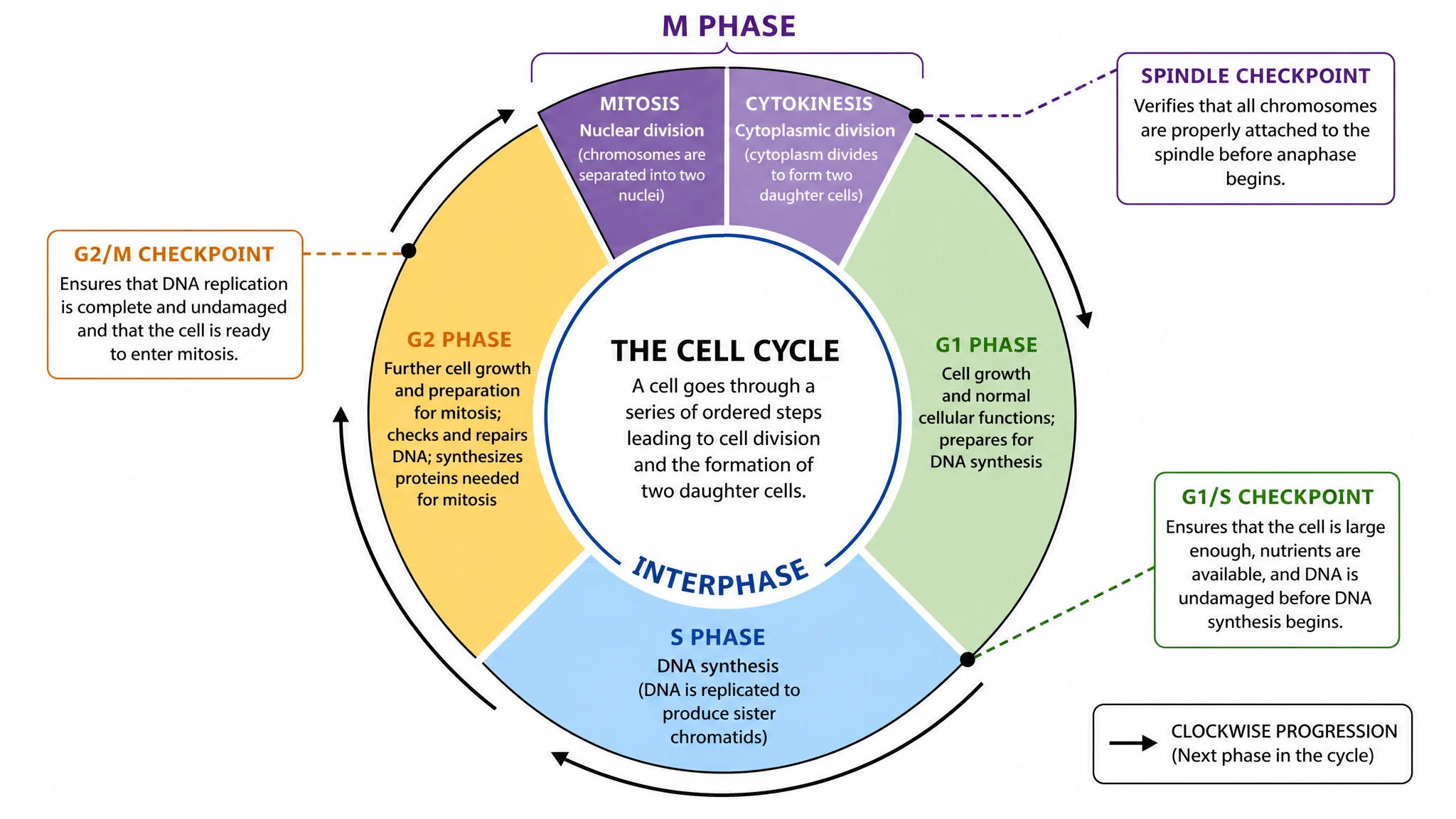 Show every cell cycle phases diagram stage clearly