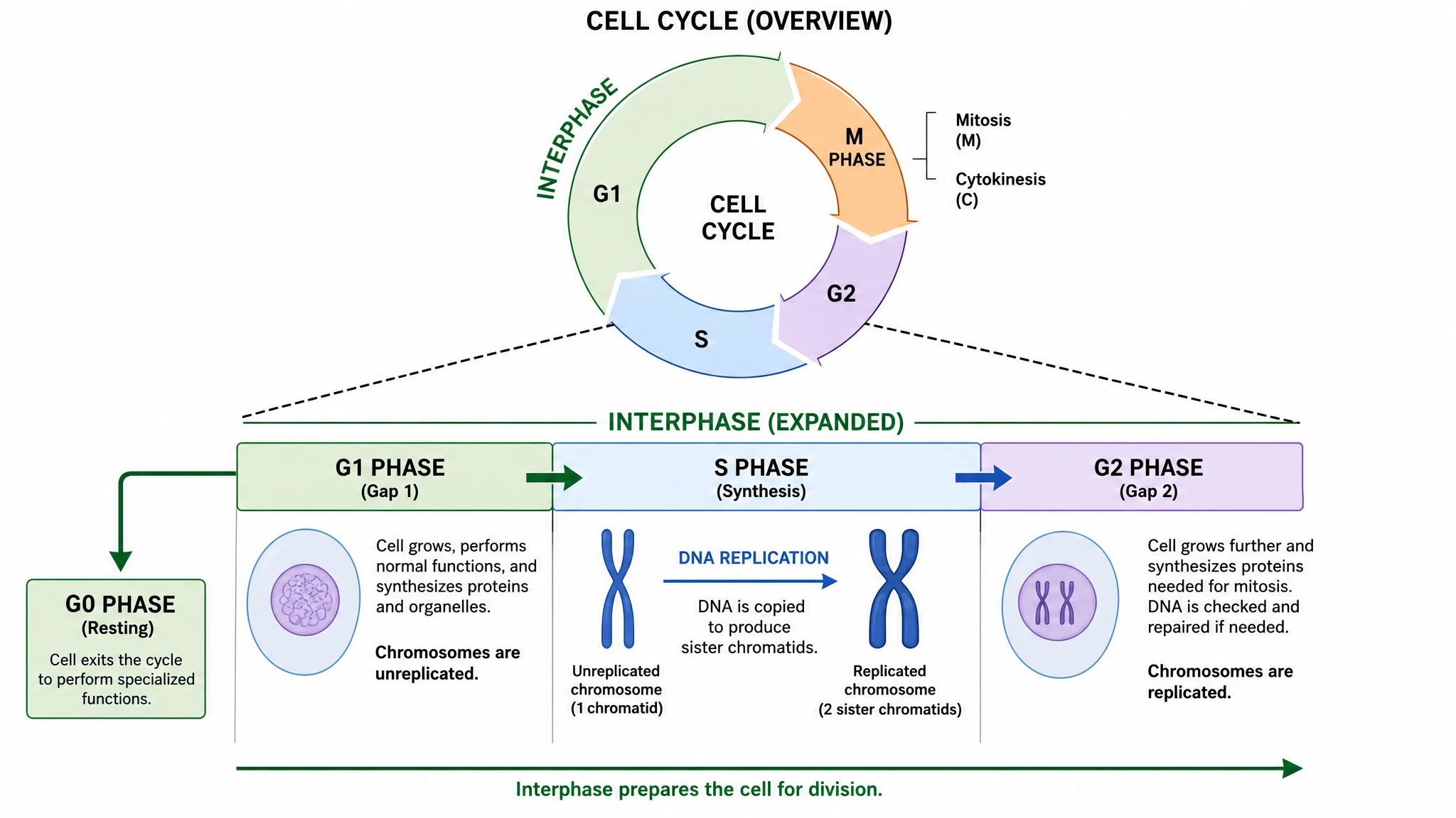 Cell cycle phases diagram detailing G1, S, and G2 interphase stages with a G0 resting branch (Figure generated with SciFig)