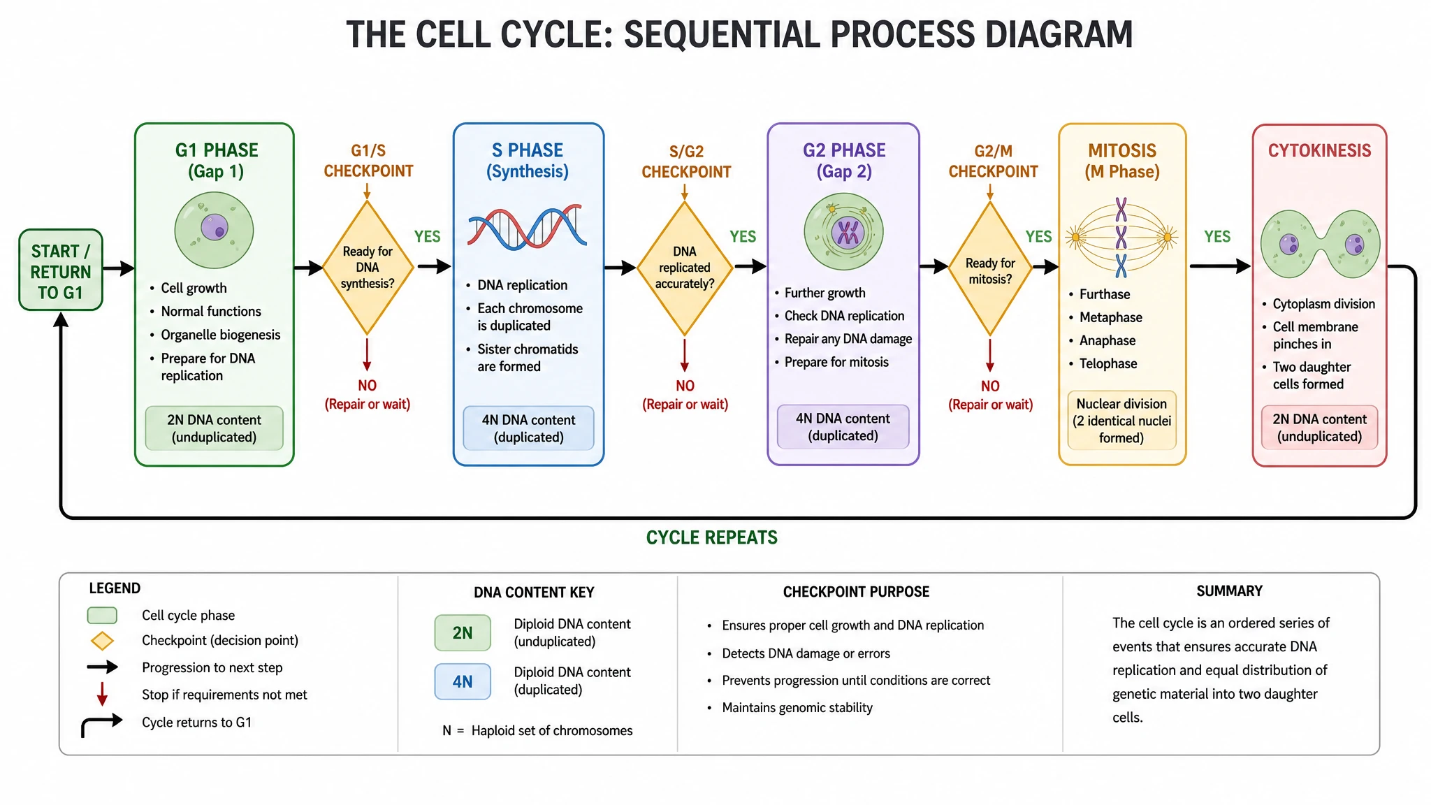 Export a cell cycle flow chart for class or publication