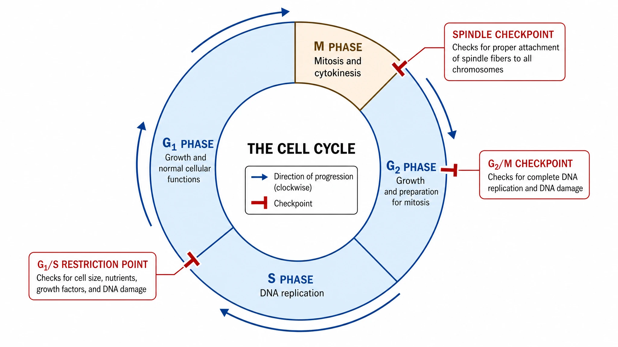 Generate labeled or blank cell cycle diagrams instantly