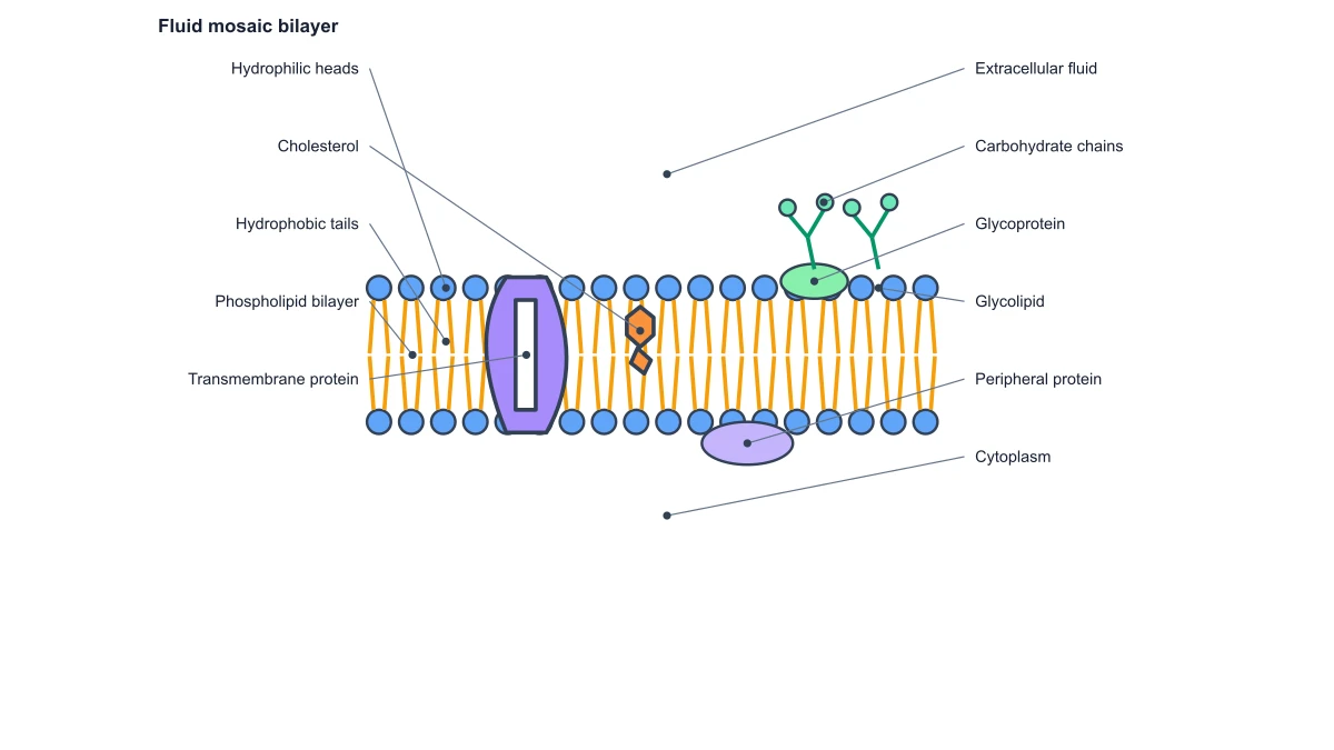 Complete cell membrane with lipid bilayer, proteins, cholesterol and outward-facing carbohydrates