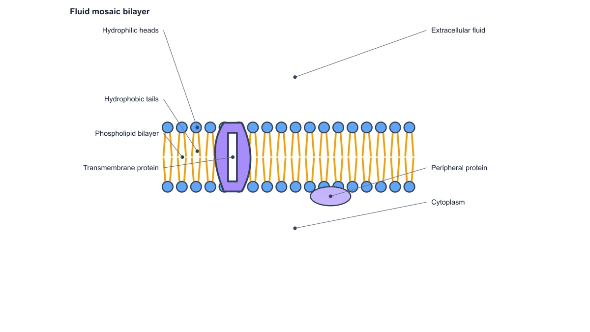 Cell membrane focused on lipid and protein components