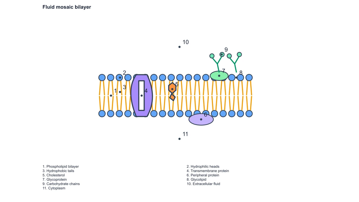 Cell membrane structure numbers and matching answers