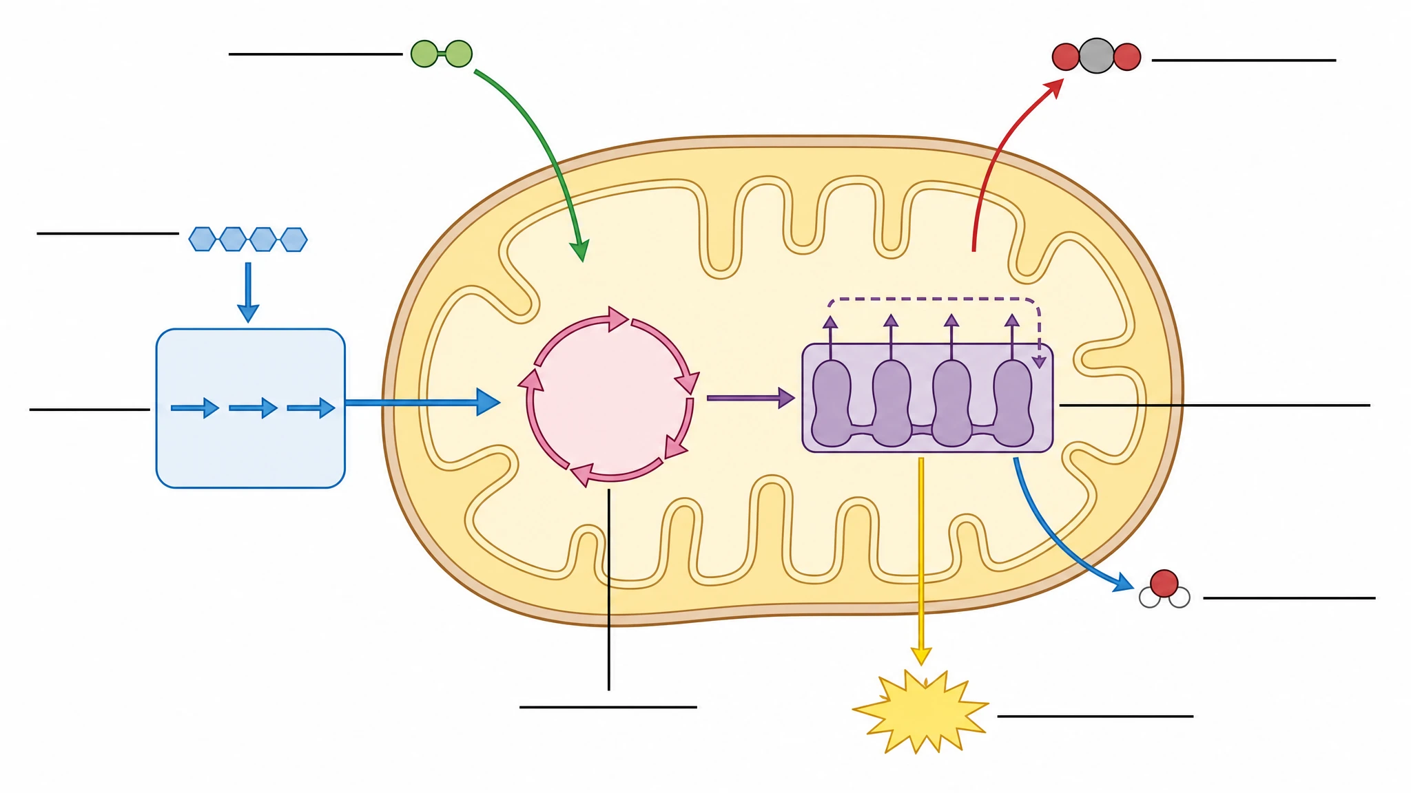 Blank unlabeled cellular respiration diagram template with empty label lines for classroom worksheet use (Figure generated with SciFig)