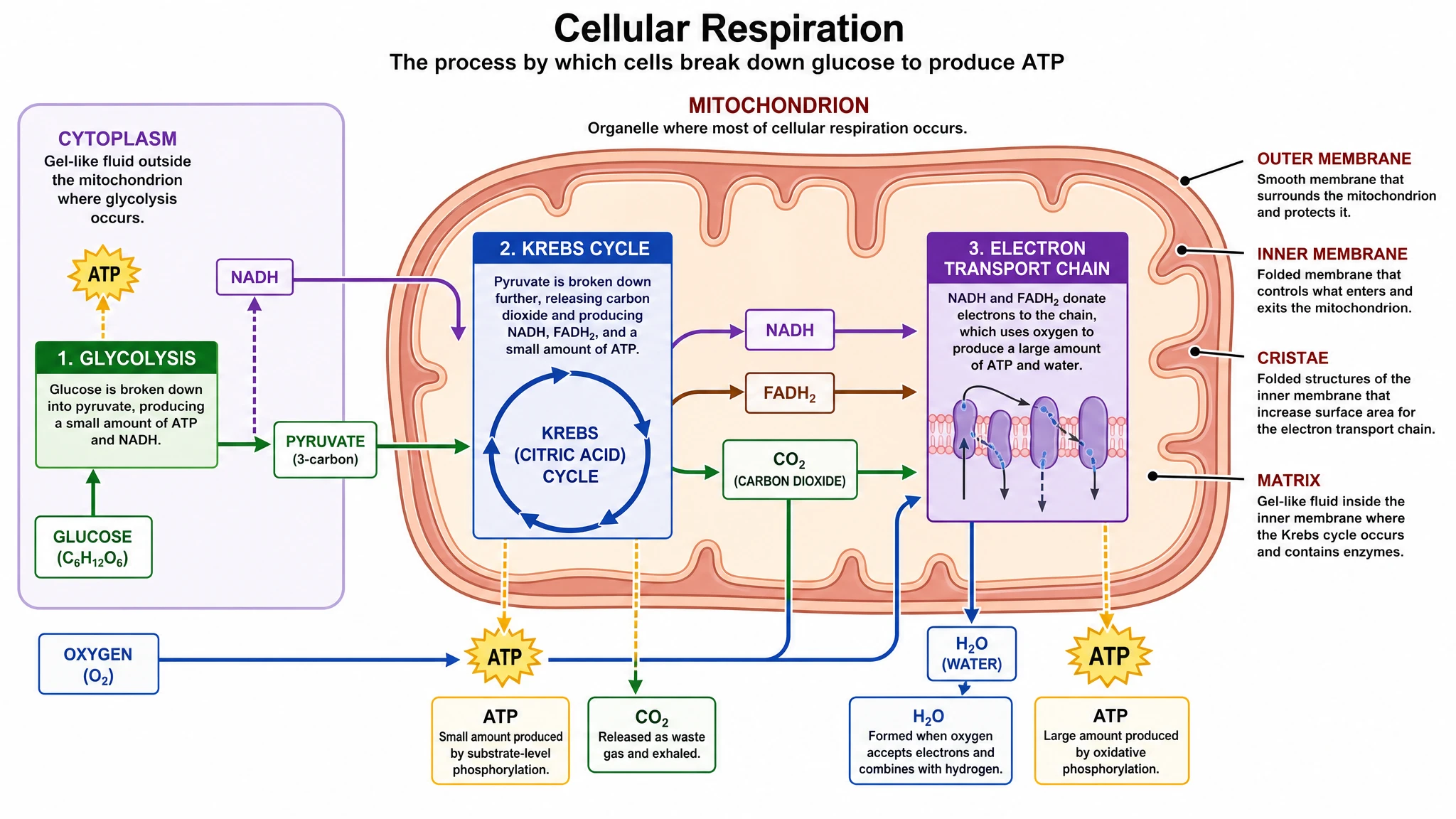 Show glycolysis, the Krebs cycle, and electron transport clearly