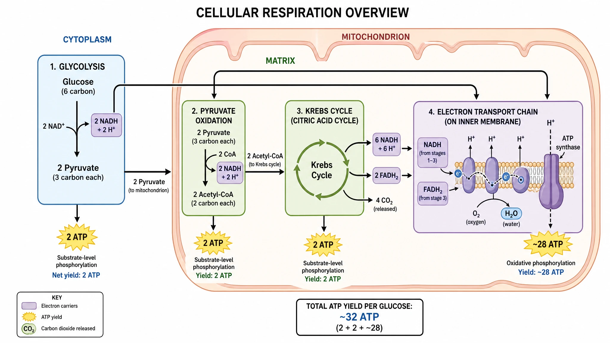 Cellular respiration flow chart tracing glucose through glycolysis, the Krebs cycle, and the electron transport chain to ATP (Figure generated with SciFig)