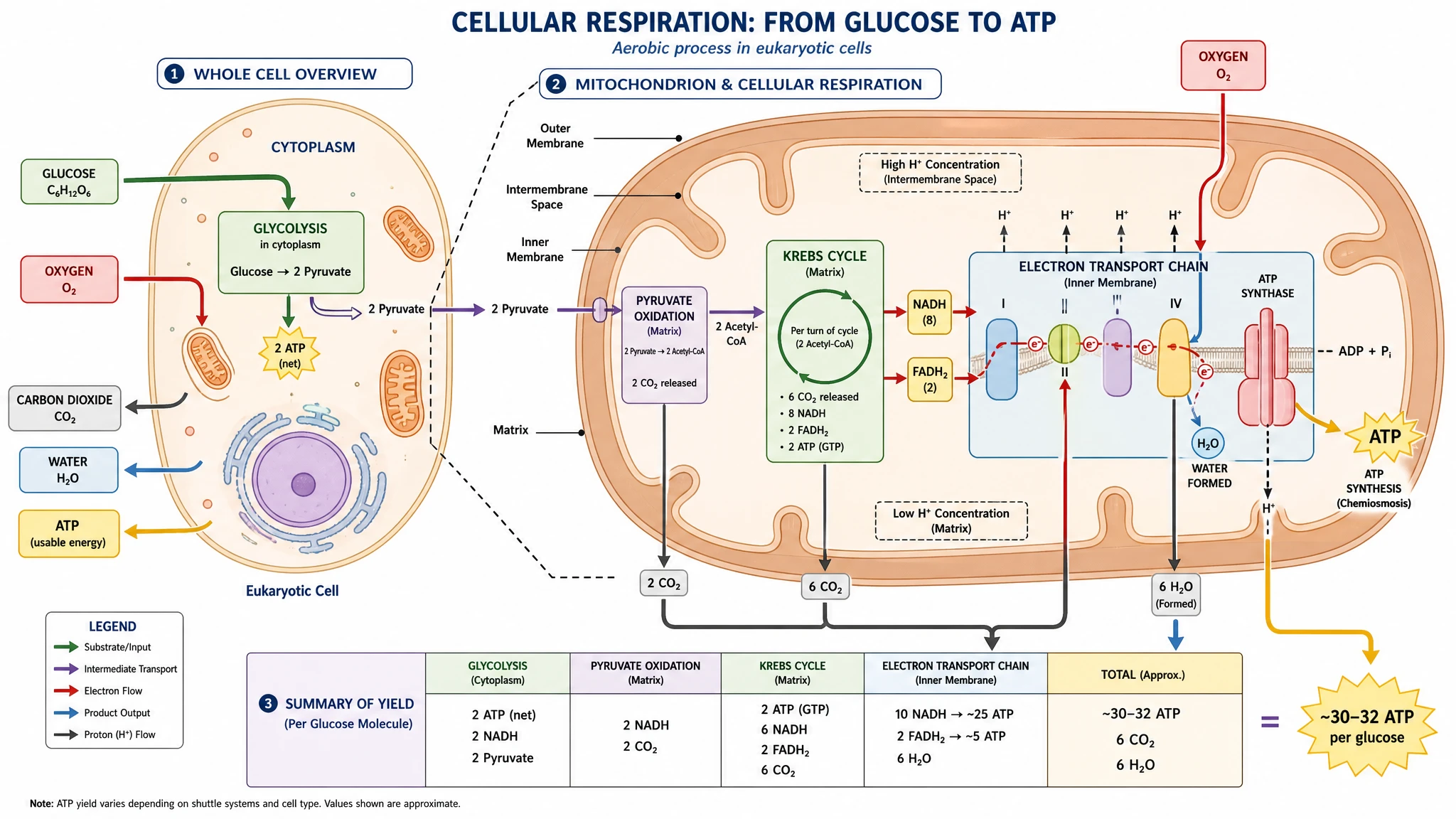 Export cellular respiration figures for class, worksheets, and publication