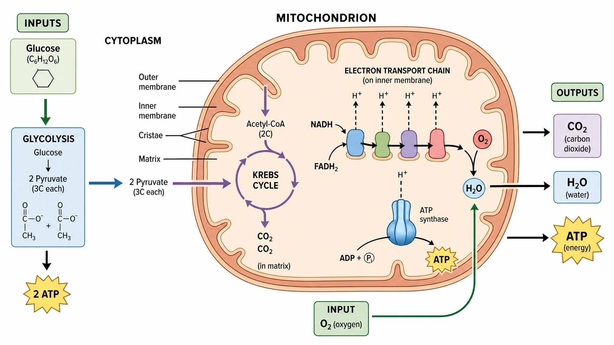 Generate labeled or blank cellular respiration diagrams instantly