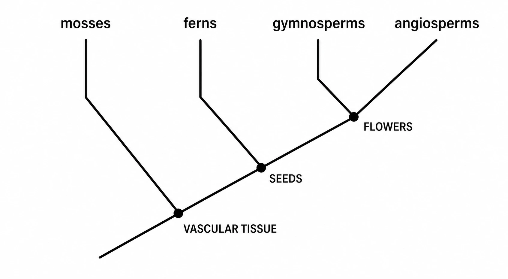 Start from a cladogram template